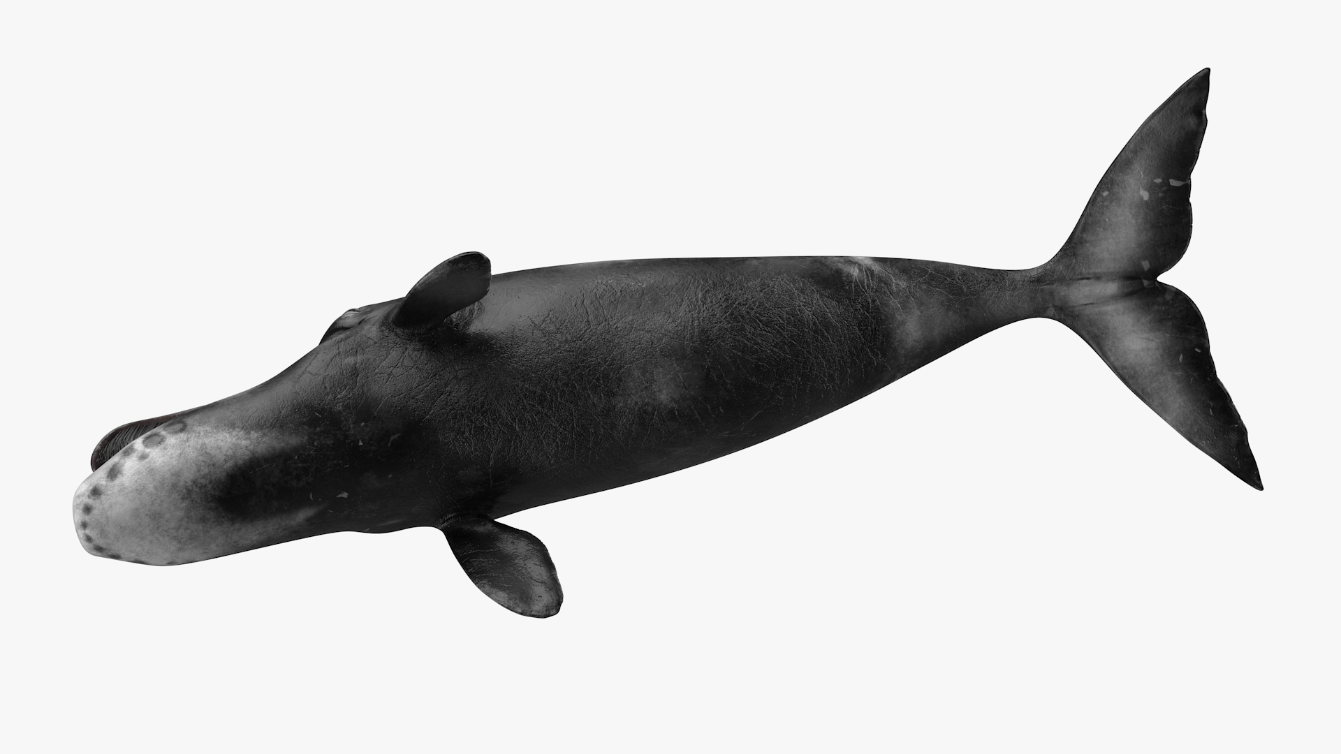 3D model Sea Animal Bowhead Whale Rigged for Maya
