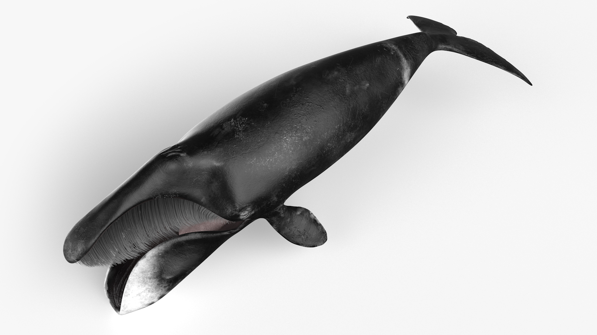 3D model Sea Animal Bowhead Whale Rigged for Maya