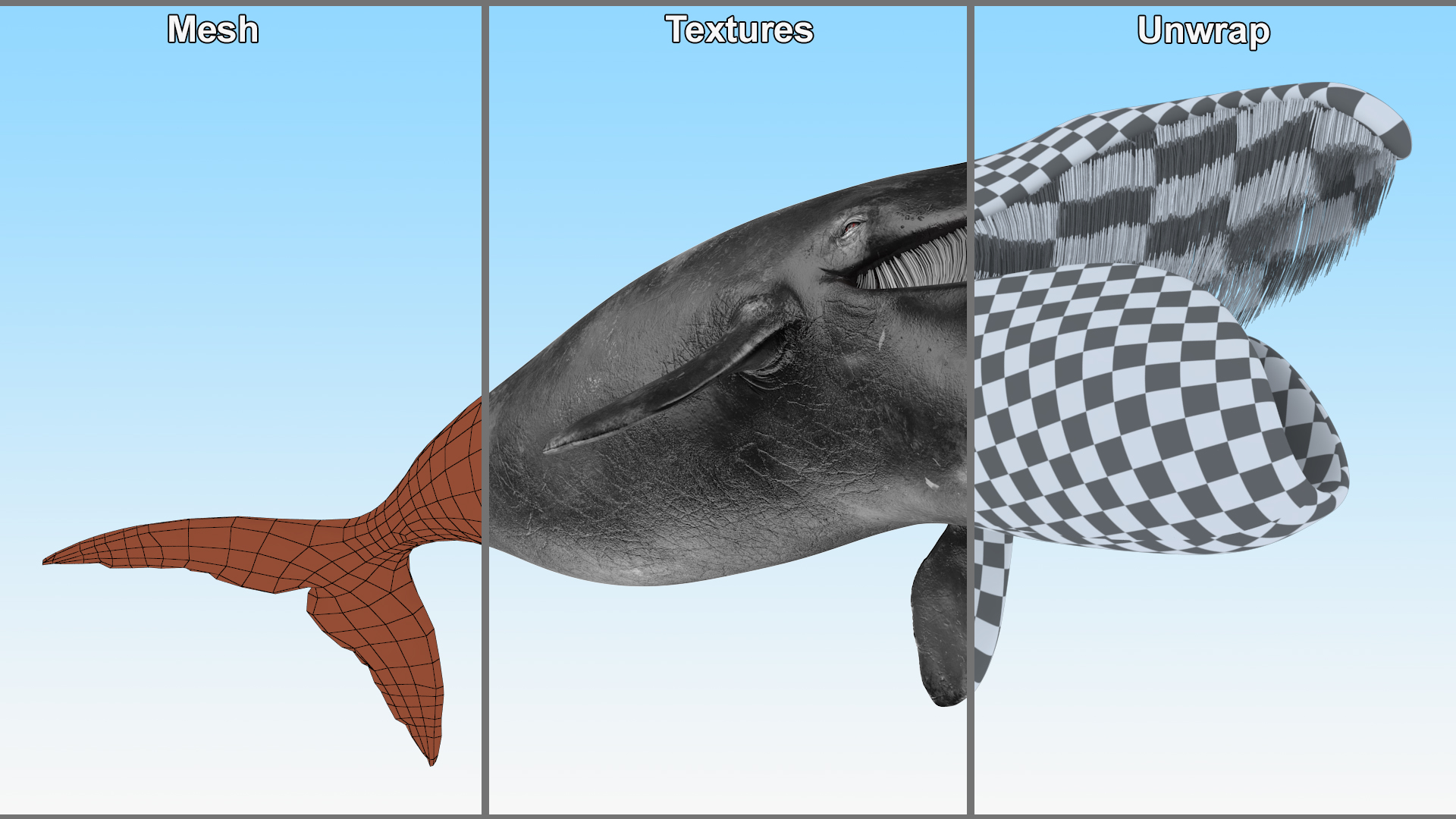 3D model Sea Animal Bowhead Whale Rigged for Maya