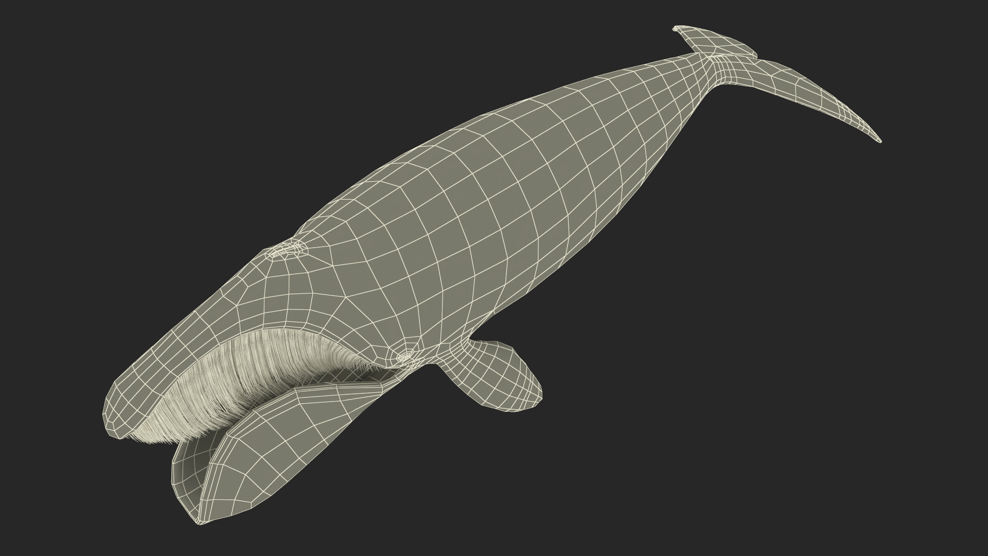 3D model Sea Animal Bowhead Whale Rigged for Maya