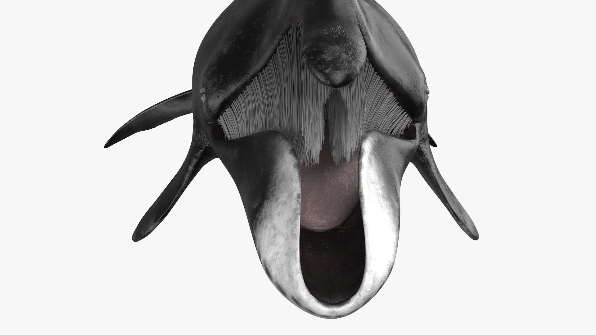 3D model Sea Animal Bowhead Whale Rigged for Maya