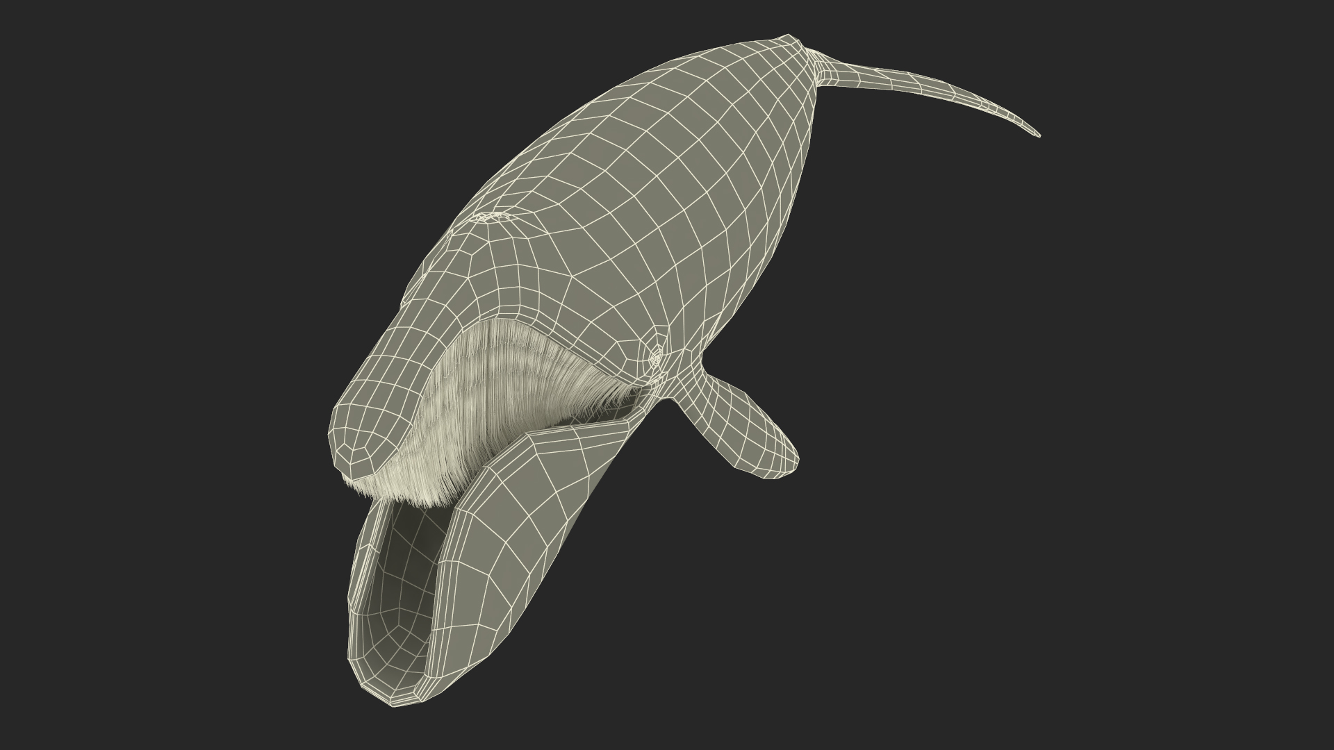 3D model Sea Animal Bowhead Whale Rigged for Maya