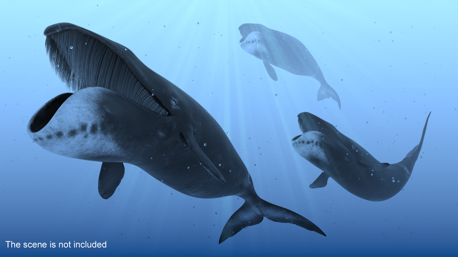 3D model Sea Animal Bowhead Whale Rigged for Maya