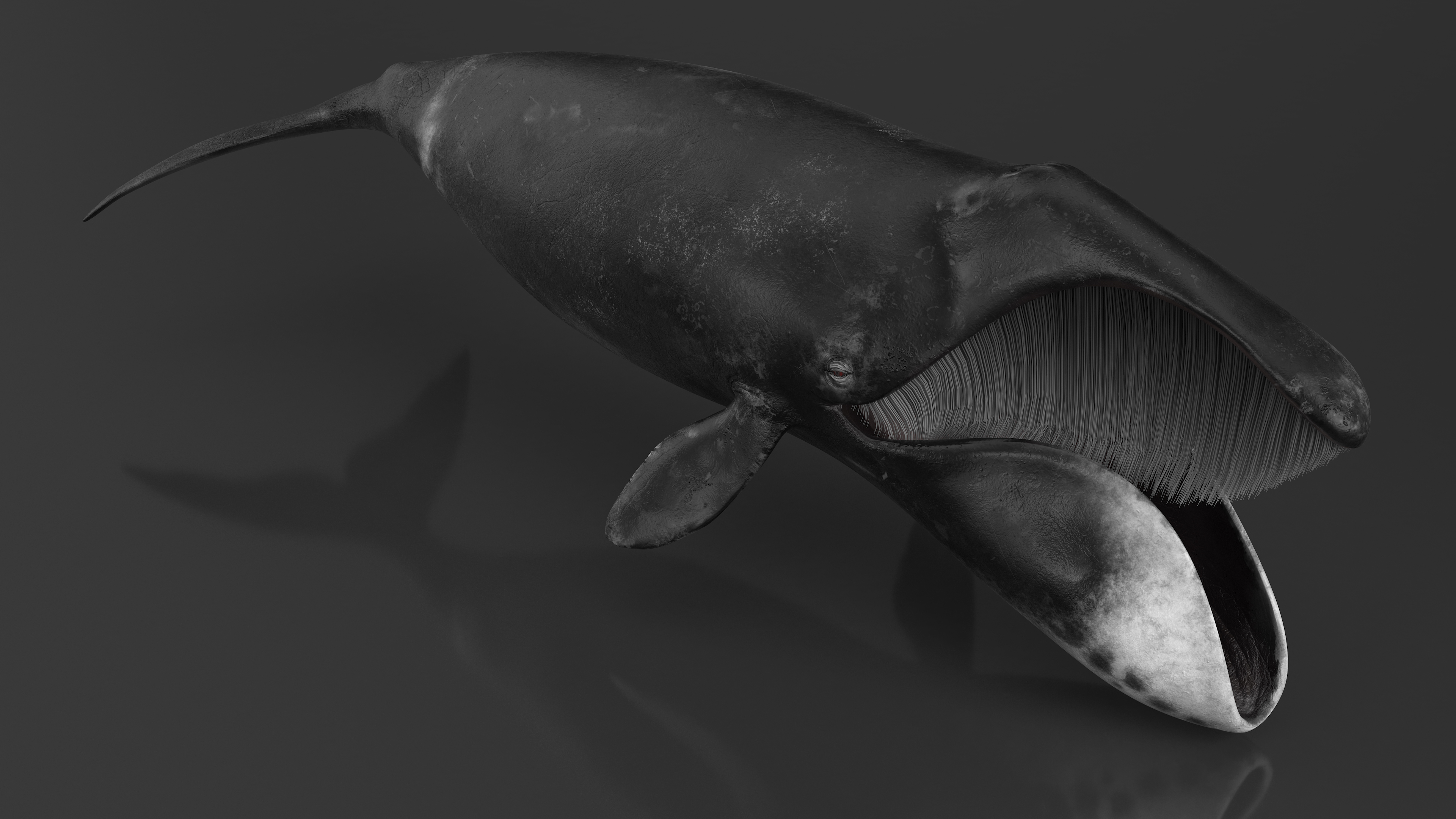3D model Sea Animal Bowhead Whale Rigged for Maya