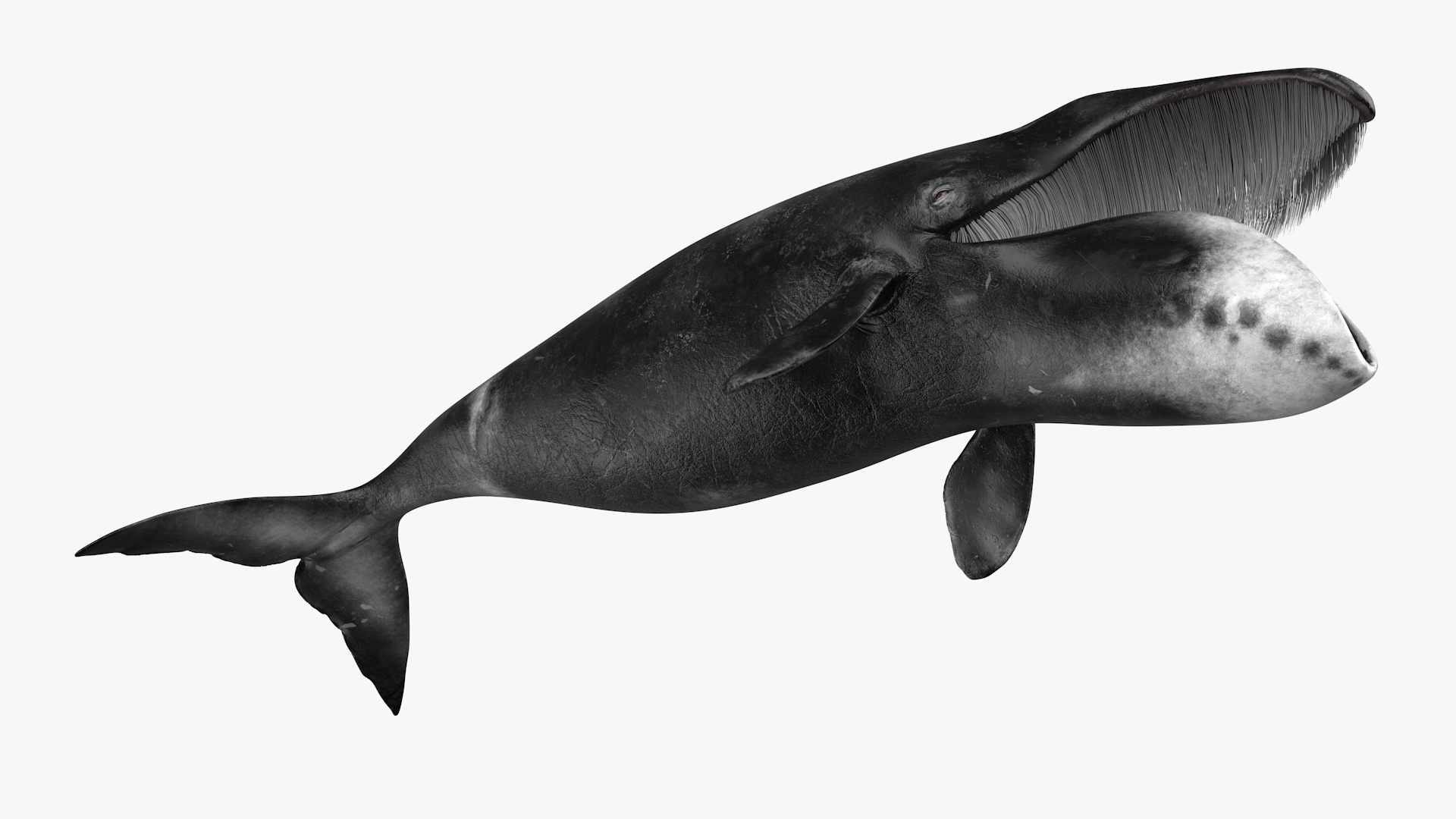 3D model Sea Animal Bowhead Whale Rigged for Maya
