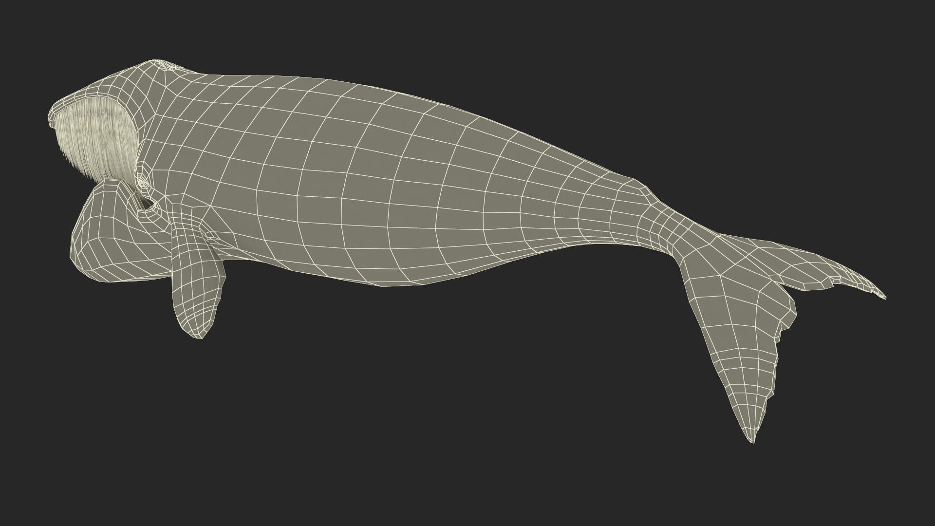 3D model Sea Animal Bowhead Whale Rigged for Maya