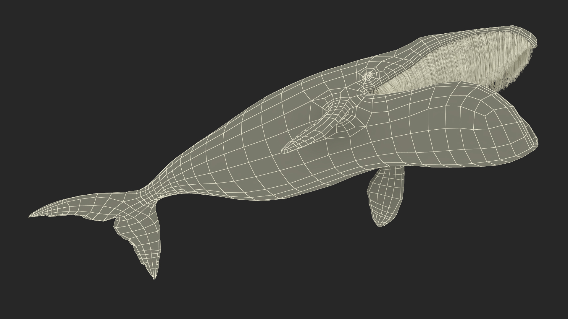 3D model Sea Animal Bowhead Whale Rigged for Maya