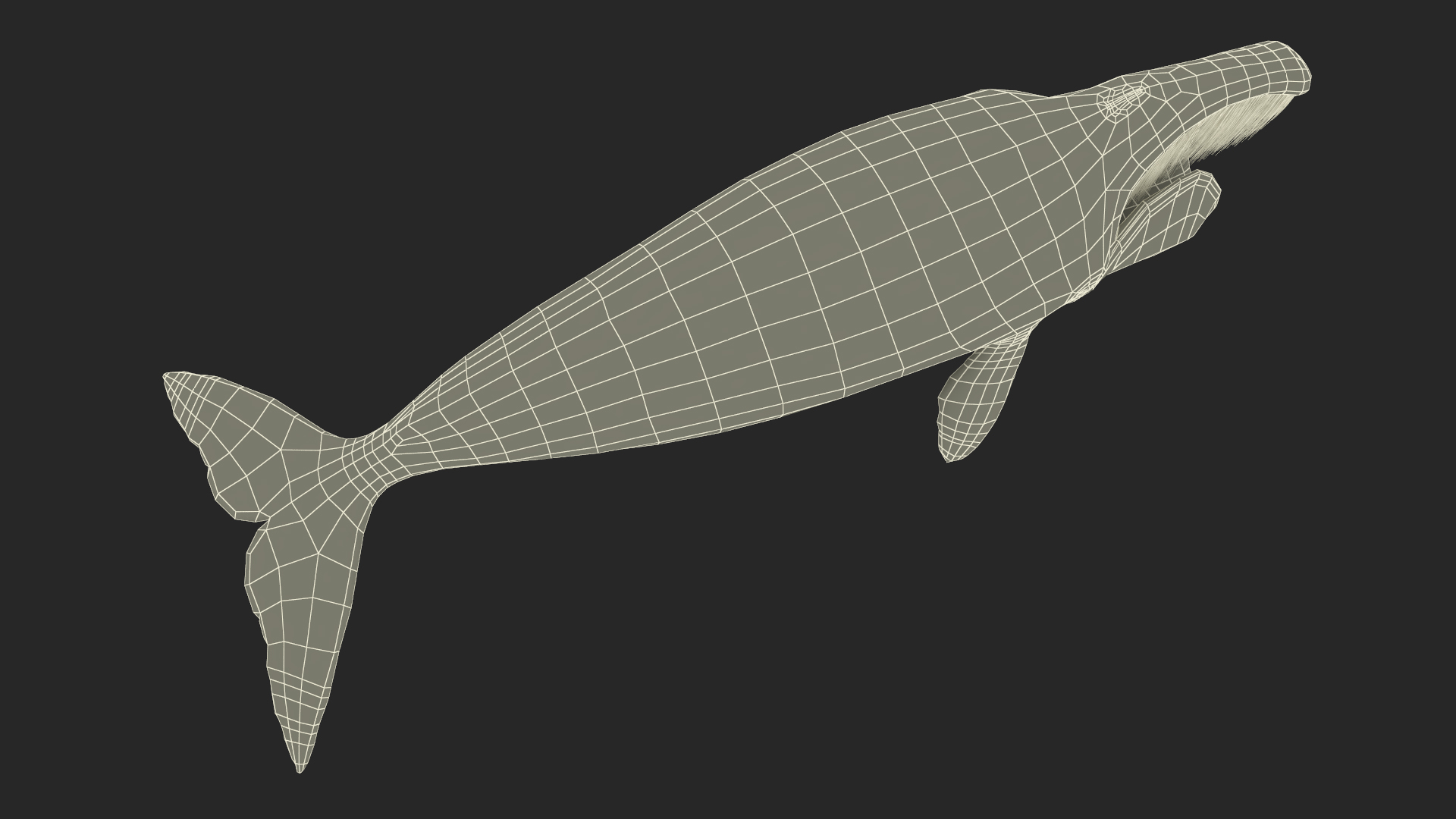 3D model Sea Animal Bowhead Whale Rigged for Maya