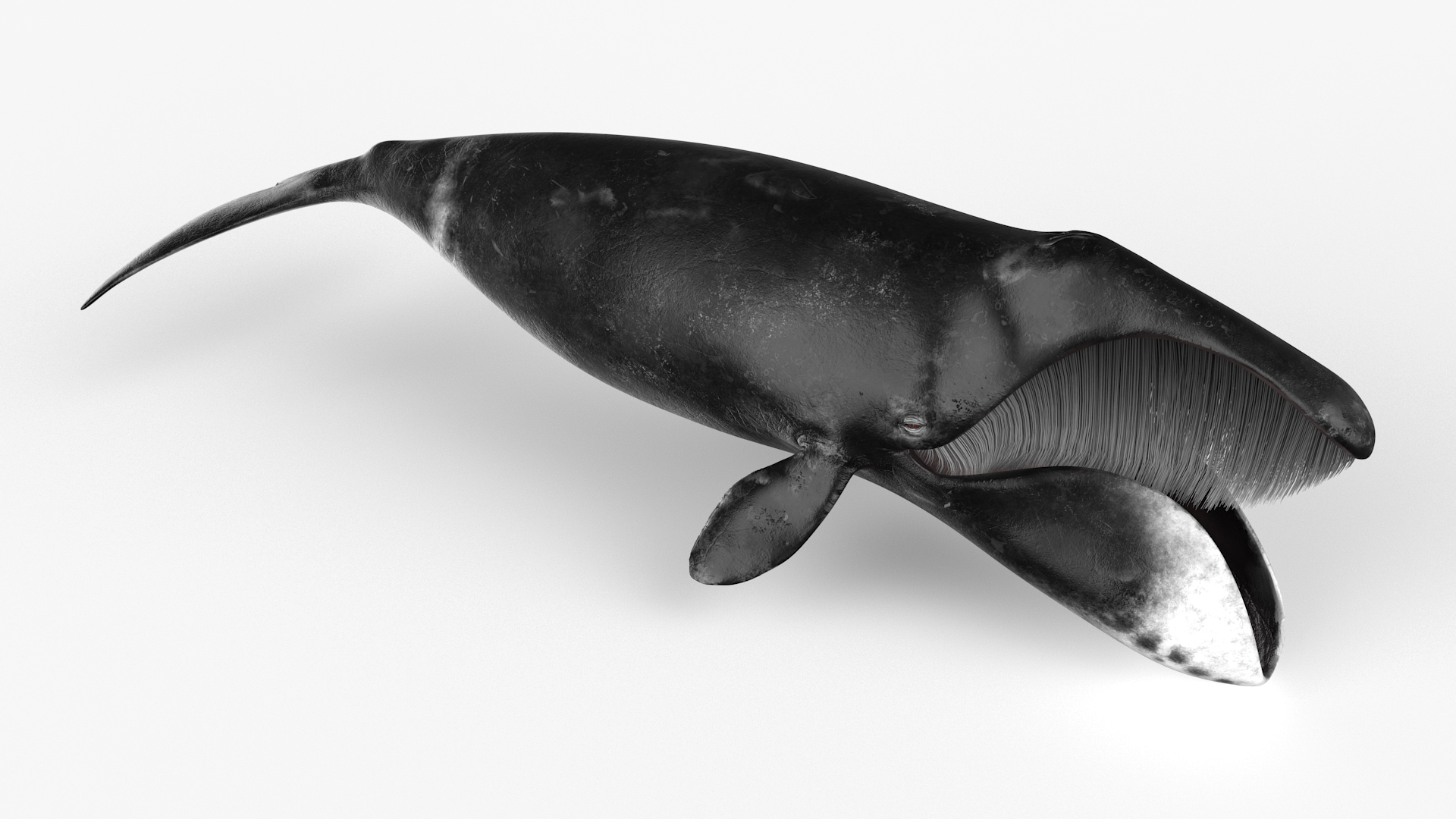 3D model Sea Animal Bowhead Whale Rigged for Maya