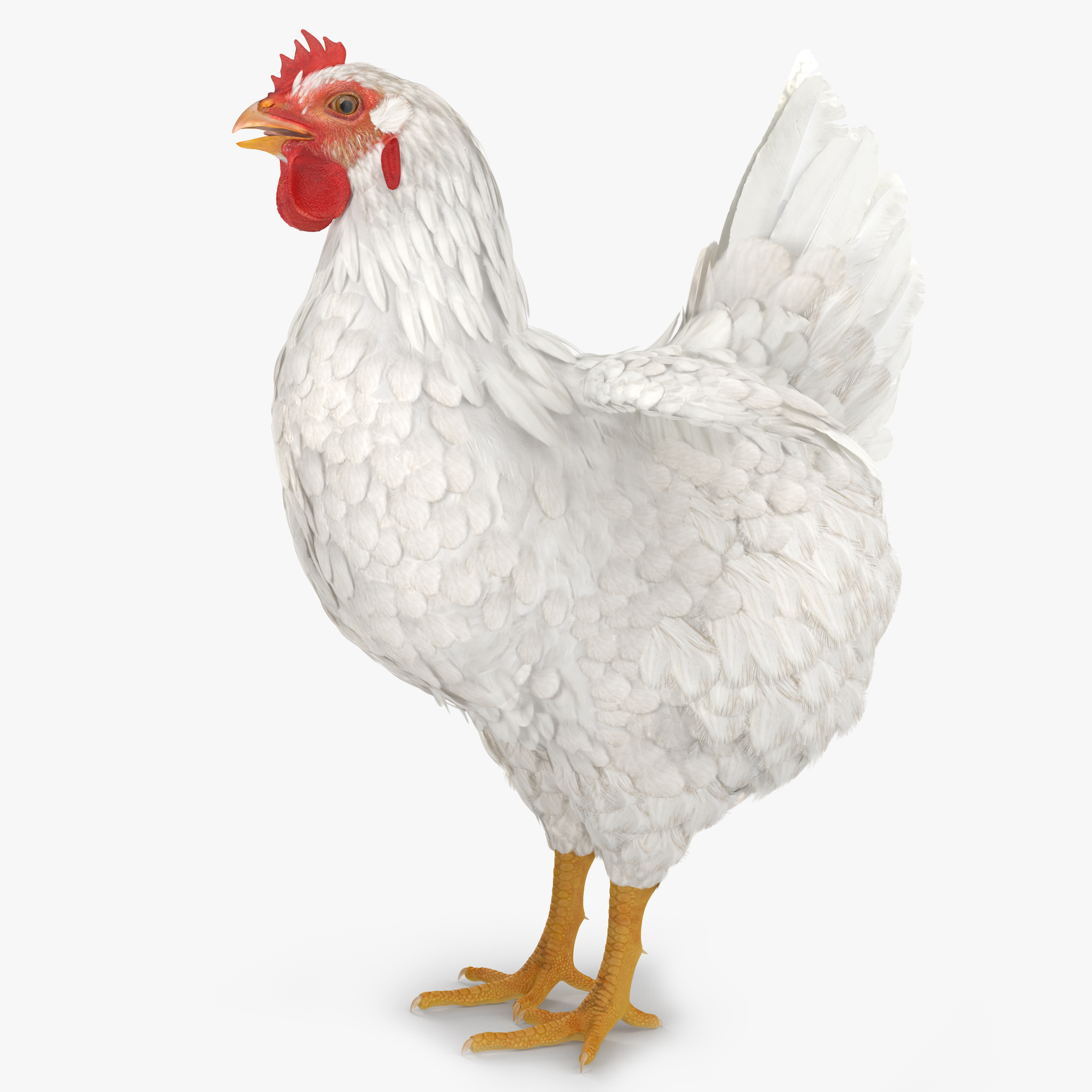 White Chicken, view 6