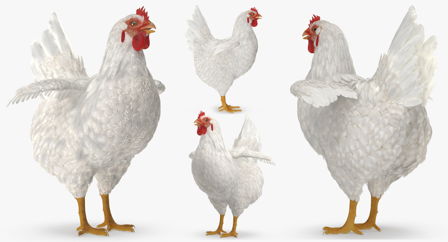 3D White Chicken model