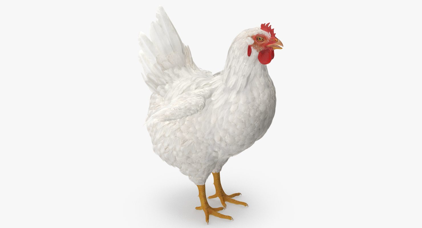 3D White Chicken model