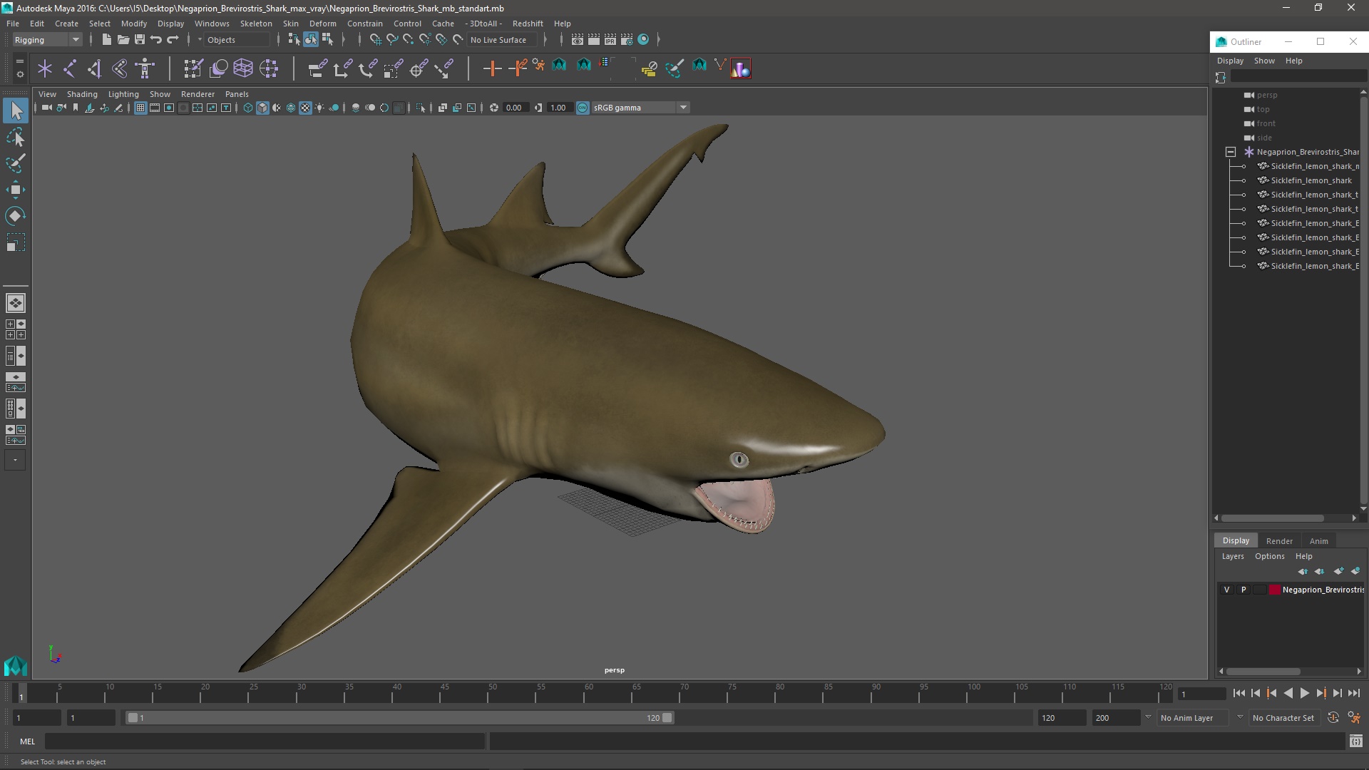 3D Negaprion Brevirostris Shark model