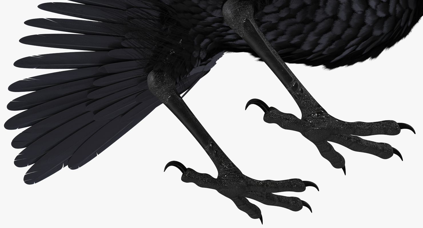 Common Raven Rigged 3D model