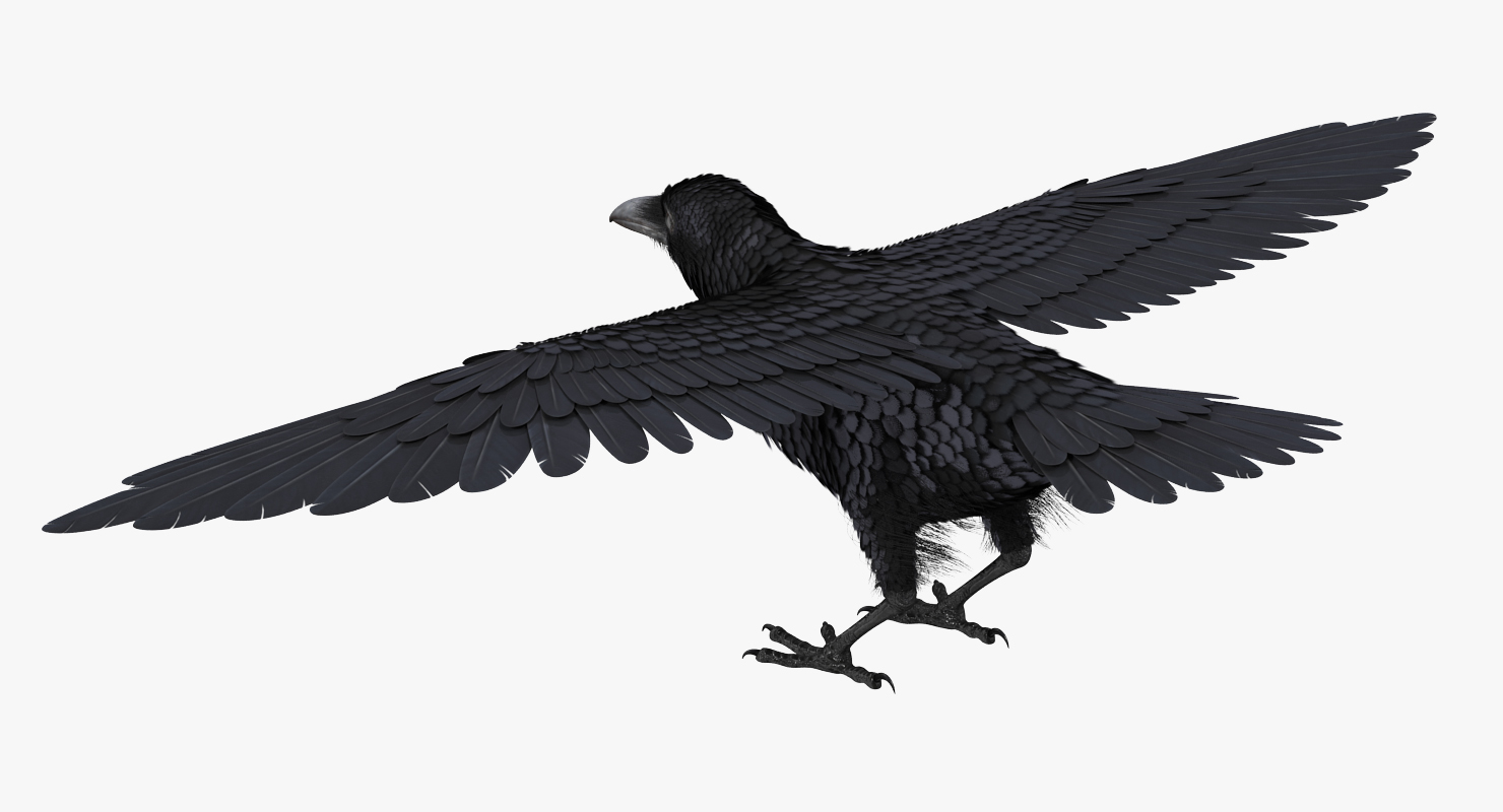 Common Raven Rigged 3D model