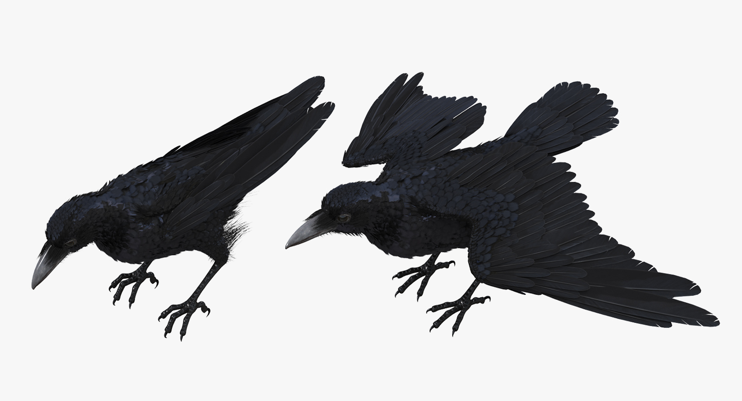 Common Raven Rigged 3D model