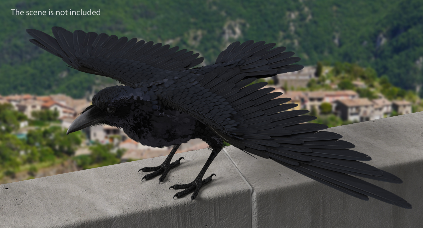 Common Raven Rigged, view 5