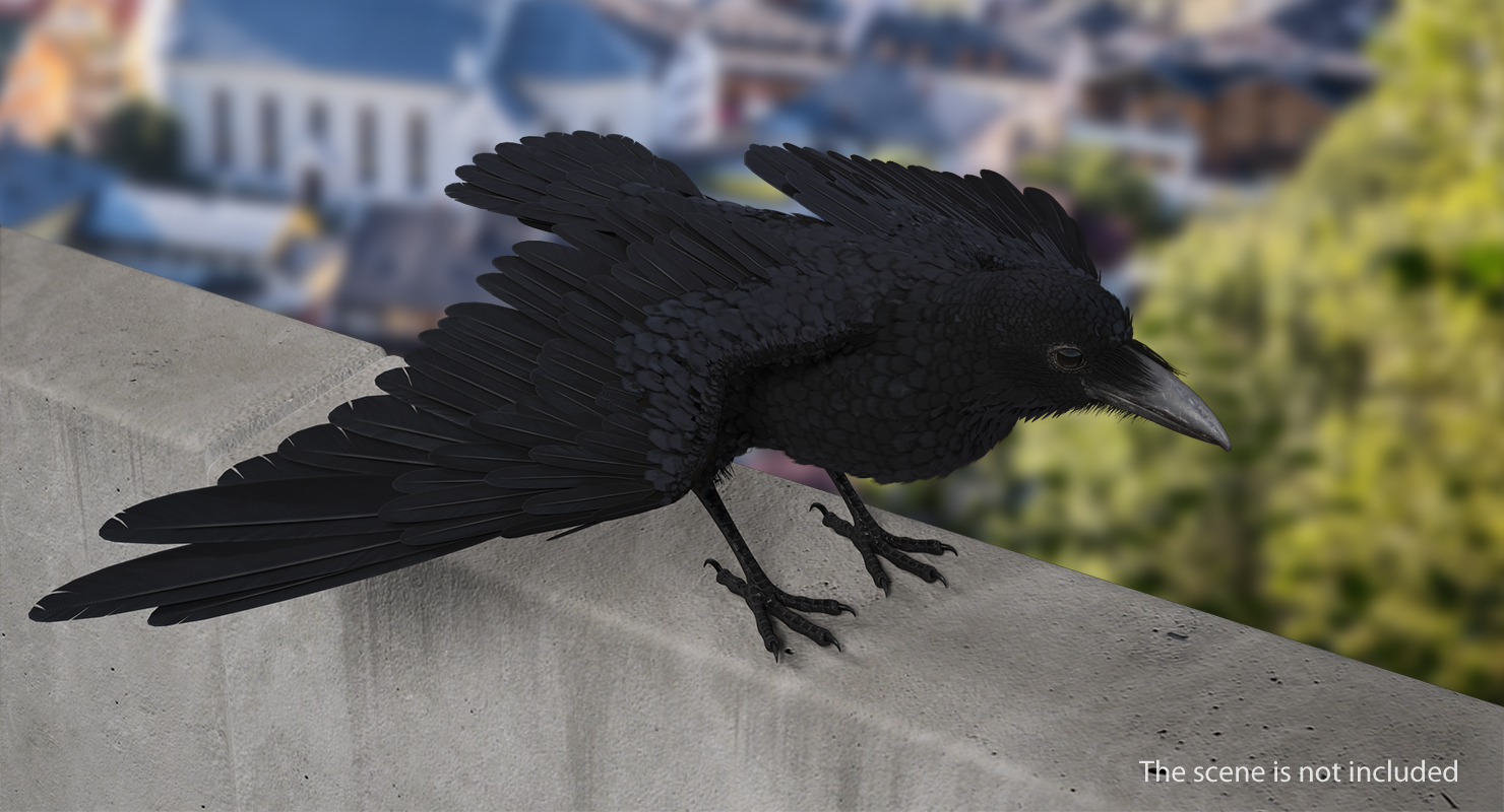 Common Raven Rigged 3D model