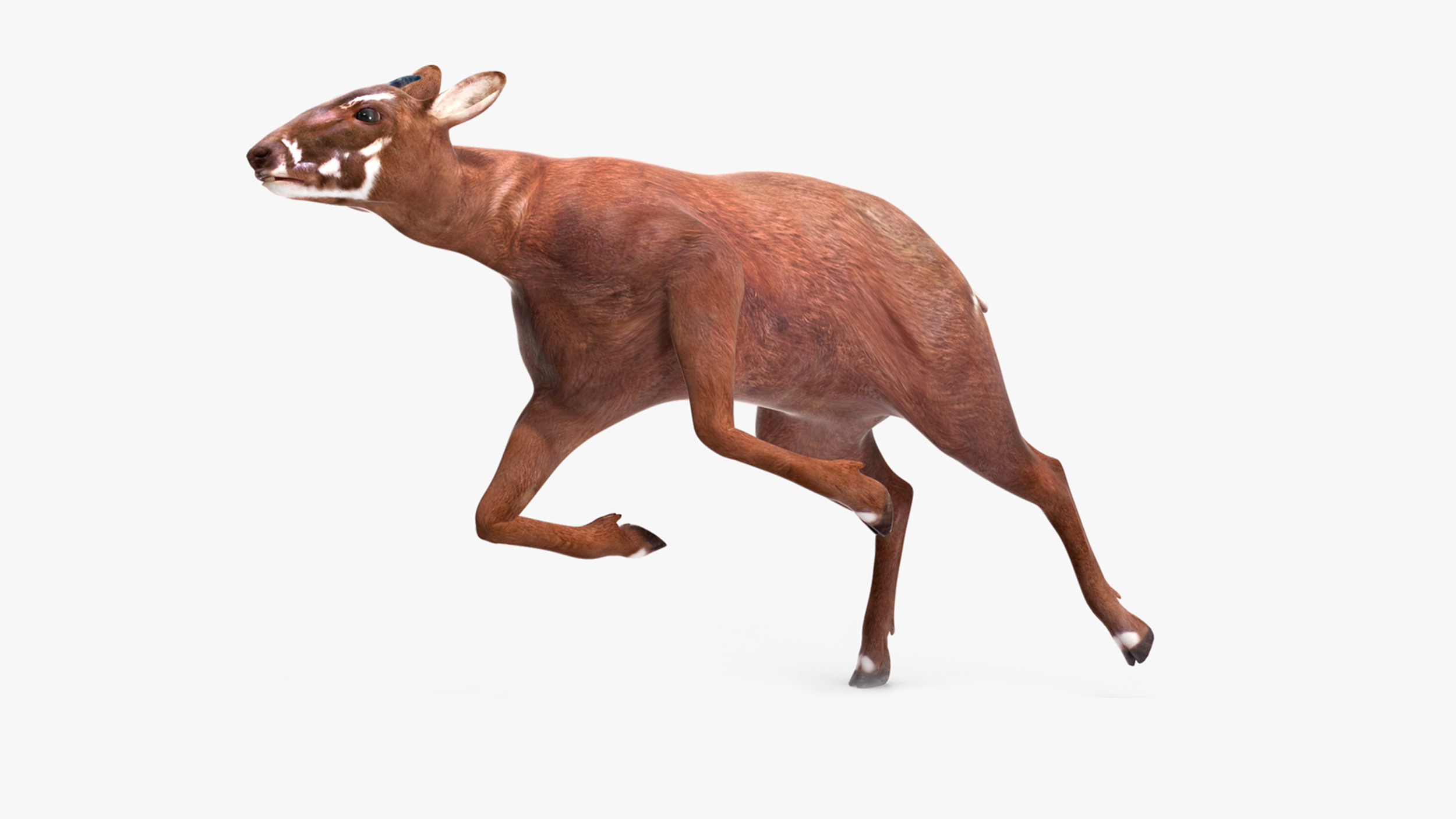 3D Saola Rigged for Cinema 4D