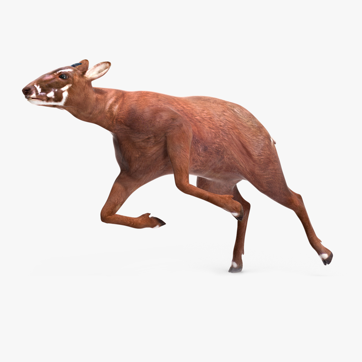 3D Saola Rigged for Cinema 4D