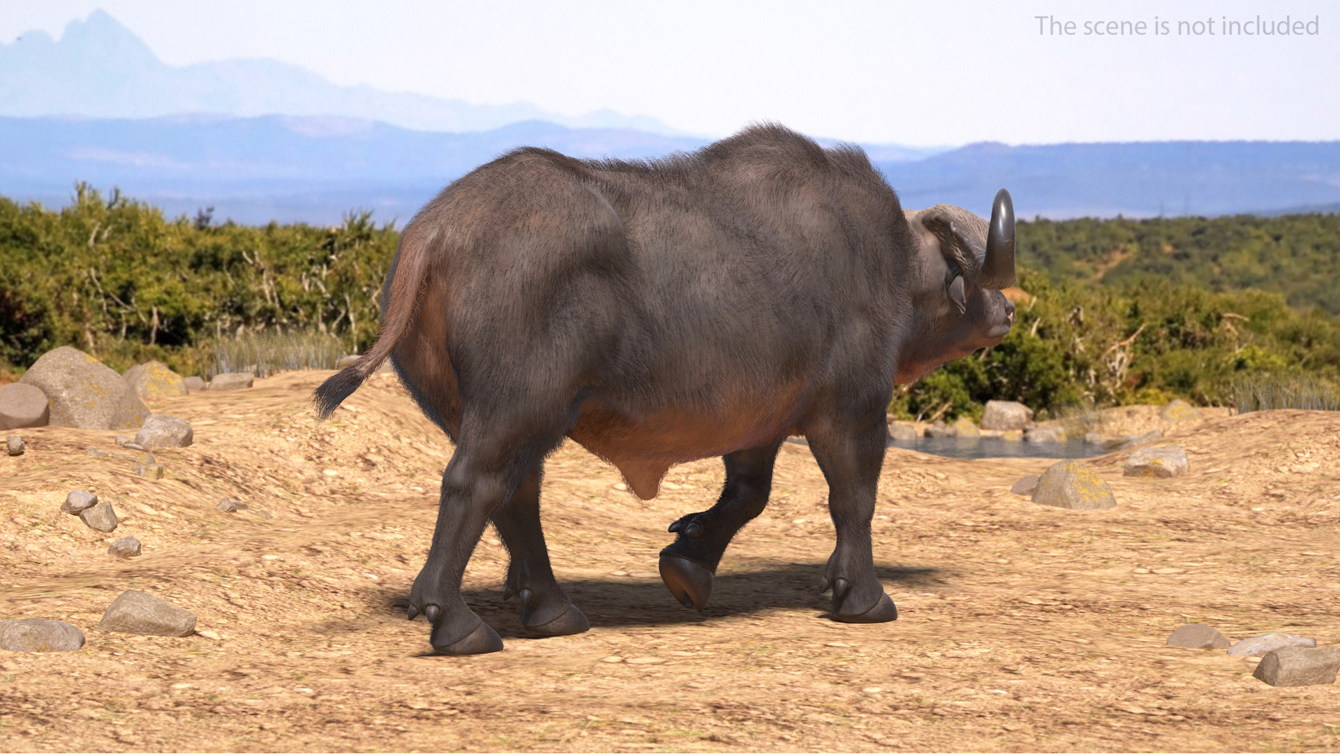 African Buffalo Walking Pose with Fur 3D