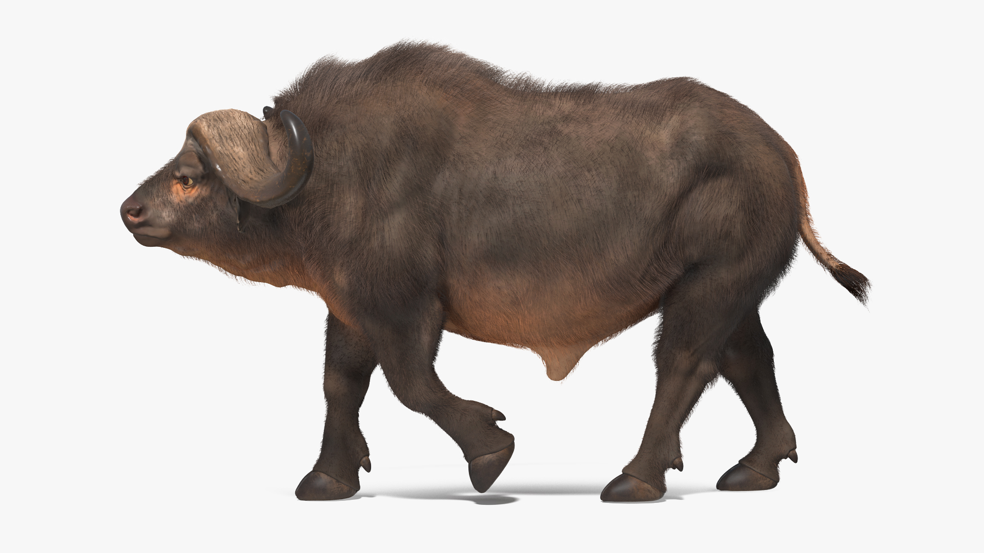 African Buffalo Walking Pose with Fur 3D