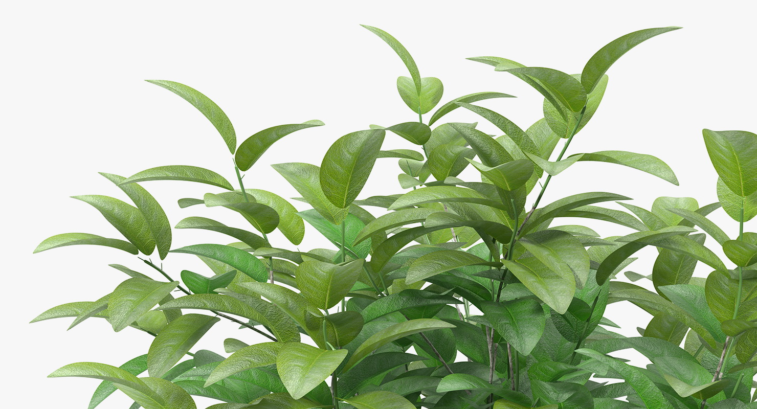 Small Tree In A Pot 3D model