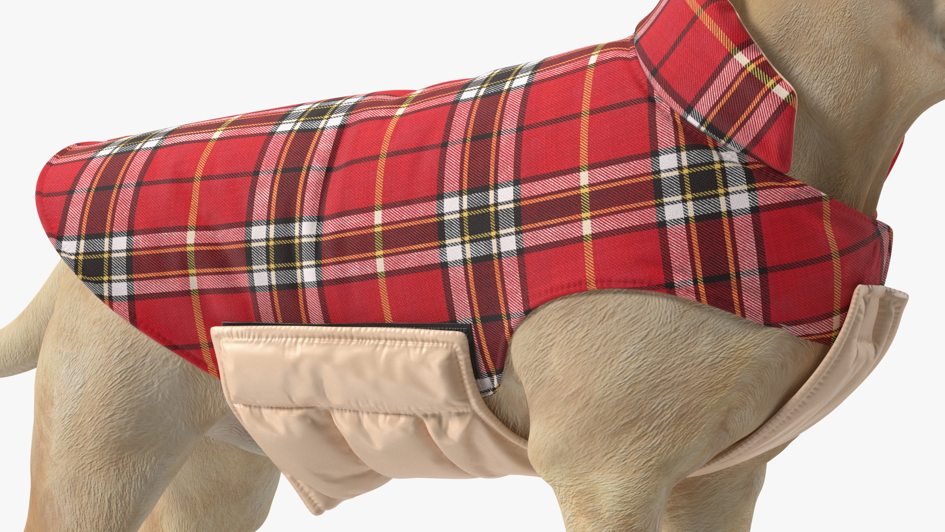 3D model Labrador Wearing Red Coat