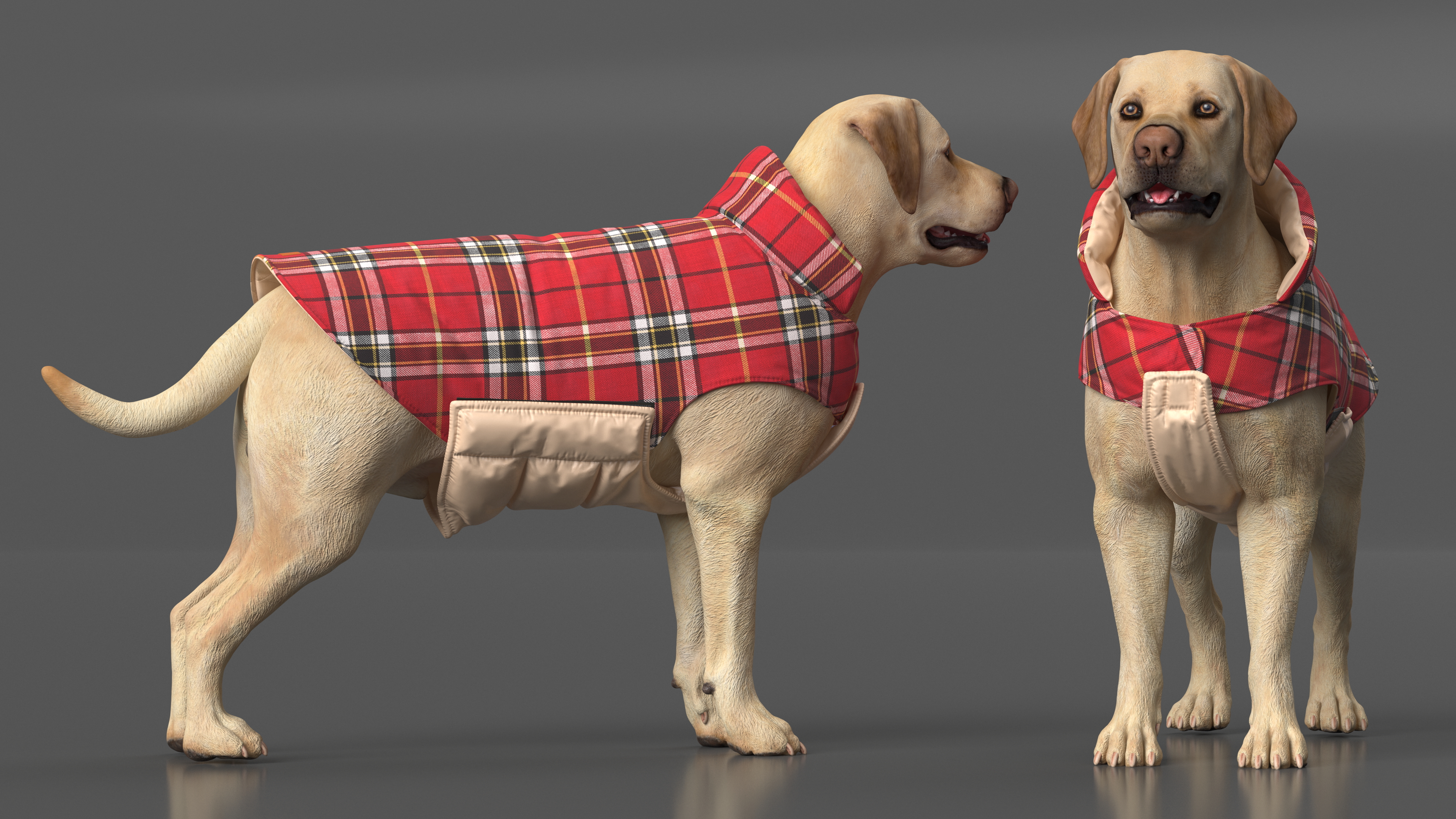 3D model Labrador Wearing Red Coat