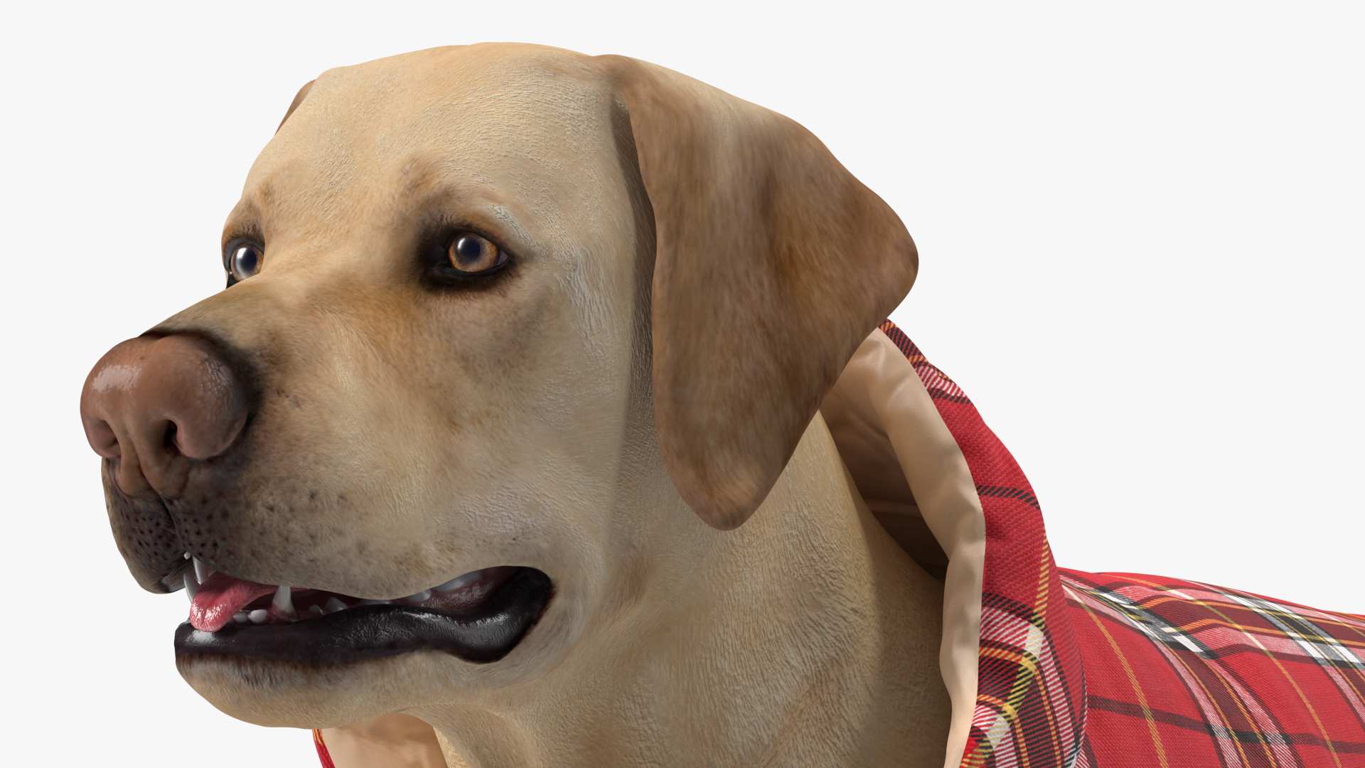 3D model Labrador Wearing Red Coat