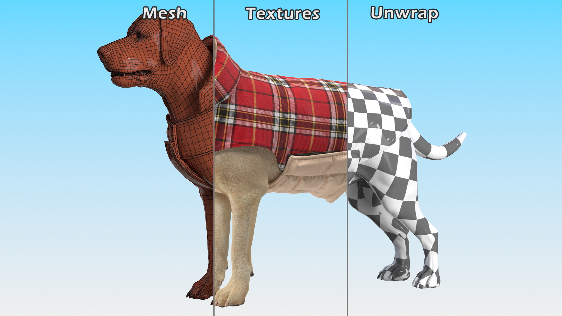 3D model Labrador Wearing Red Coat