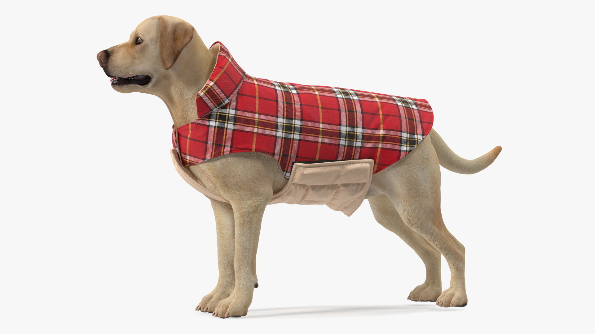 3D model Labrador Wearing Red Coat