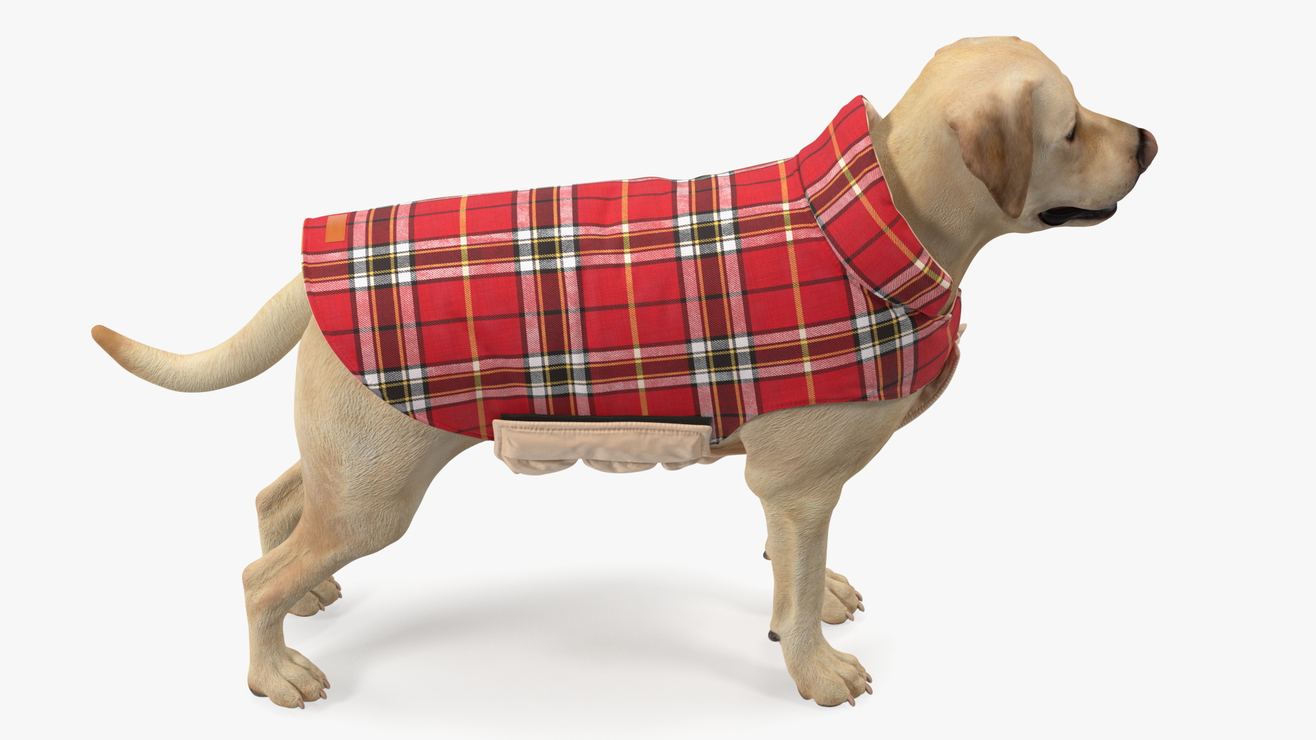 3D model Labrador Wearing Red Coat