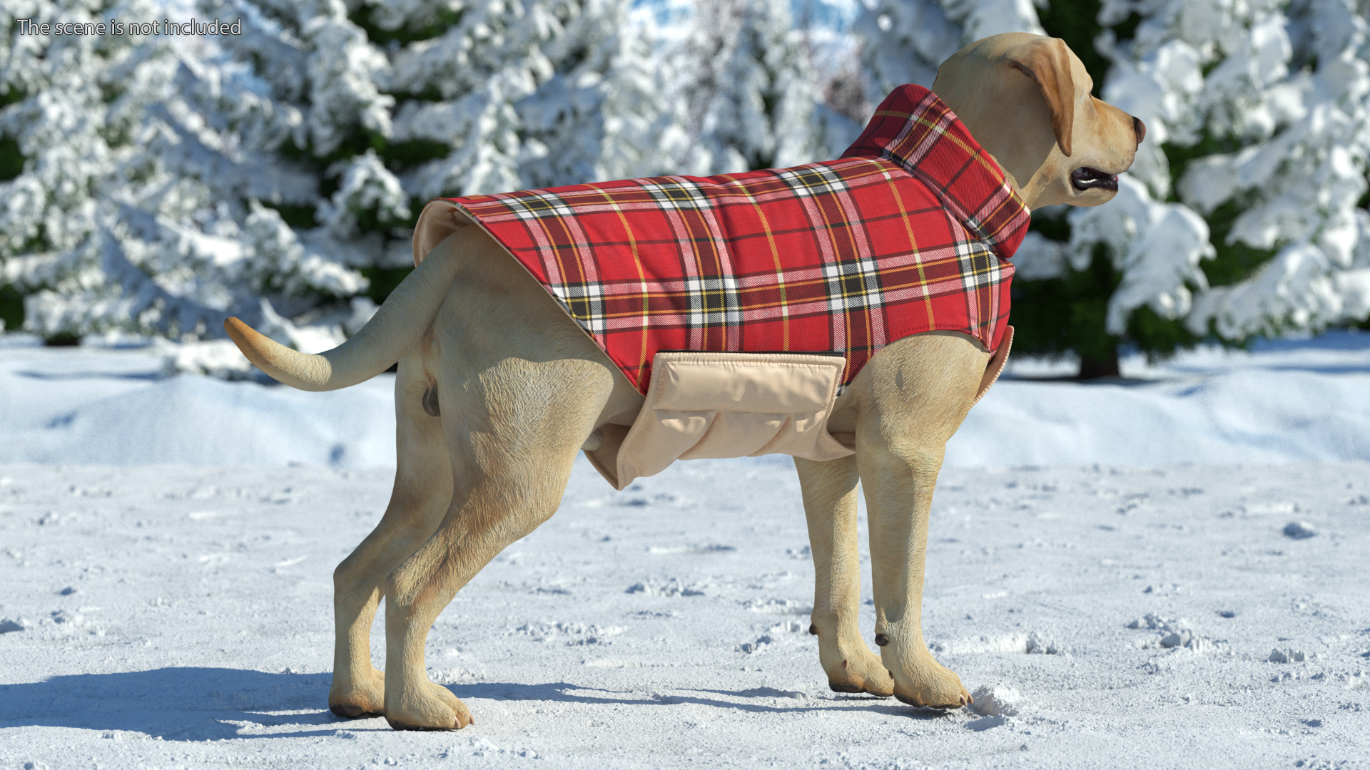 3D model Labrador Wearing Red Coat