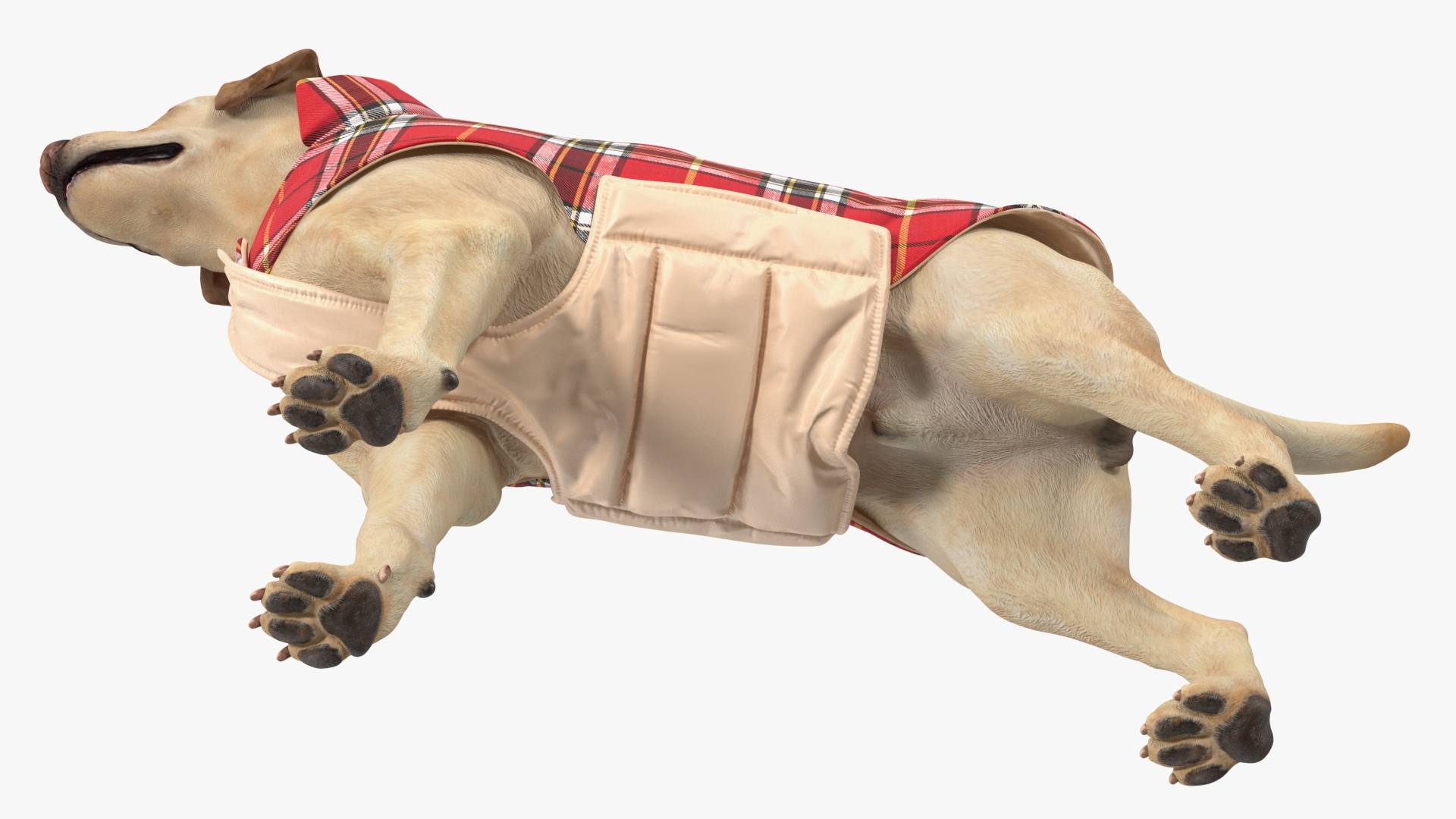 3D model Labrador Wearing Red Coat
