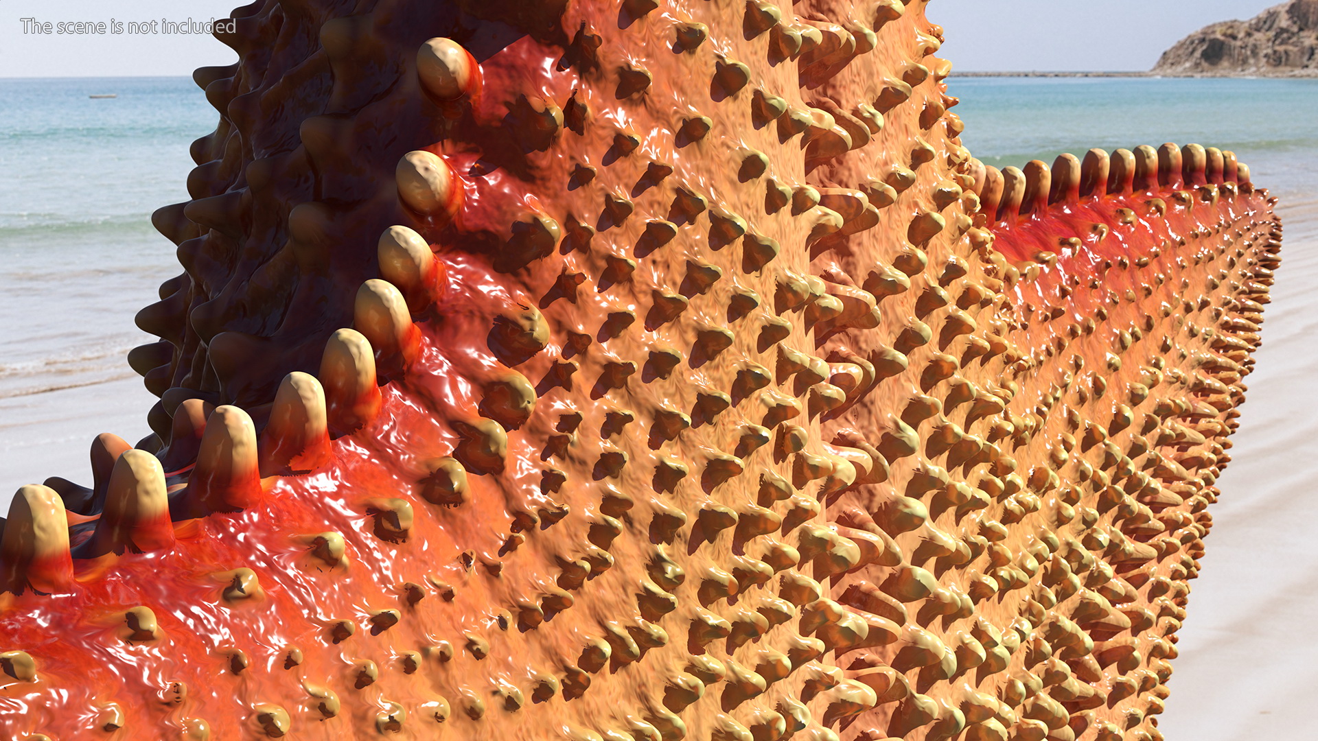 3D model Starfish