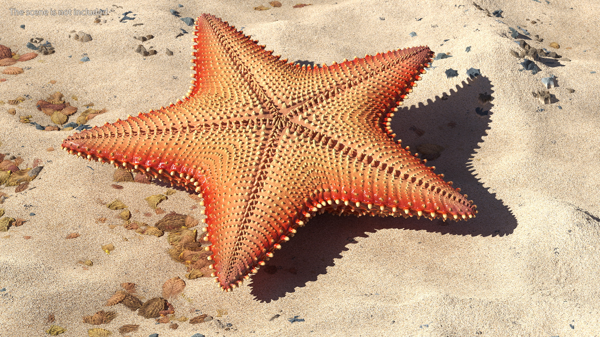 3D model Starfish