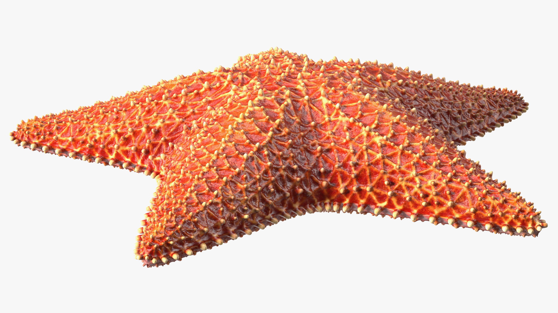 3D model Starfish
