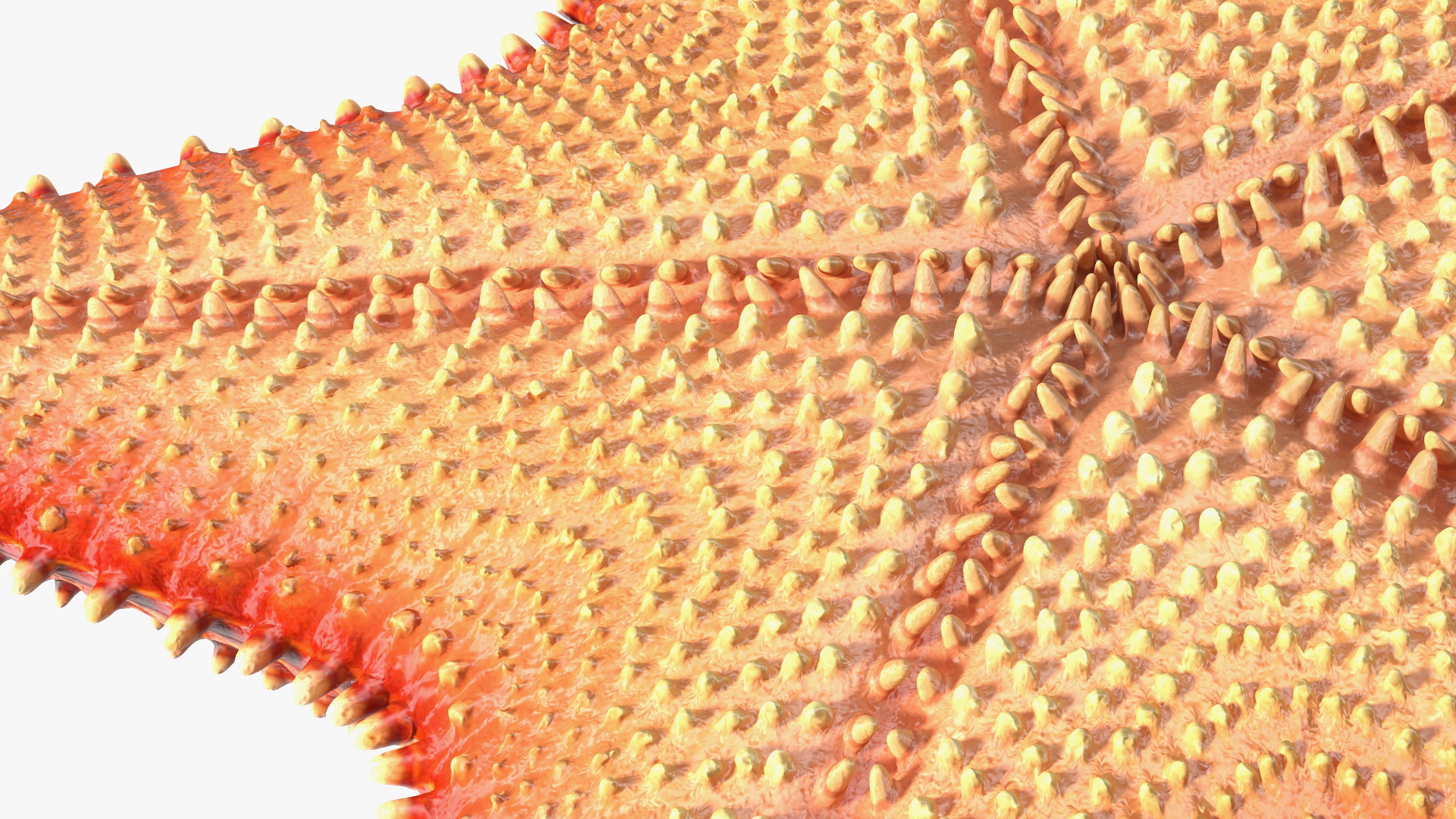 3D model Starfish