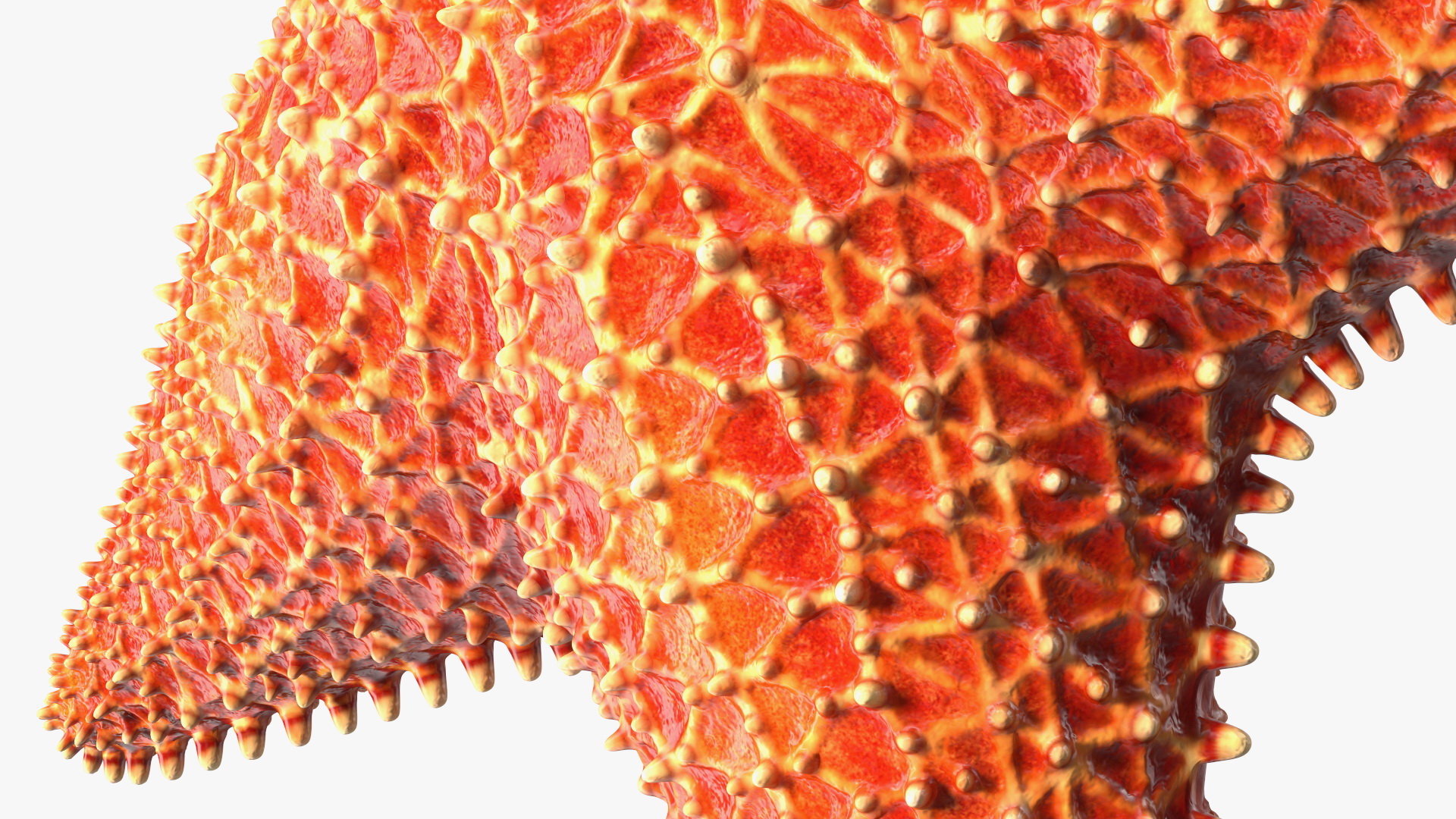 3D model Starfish