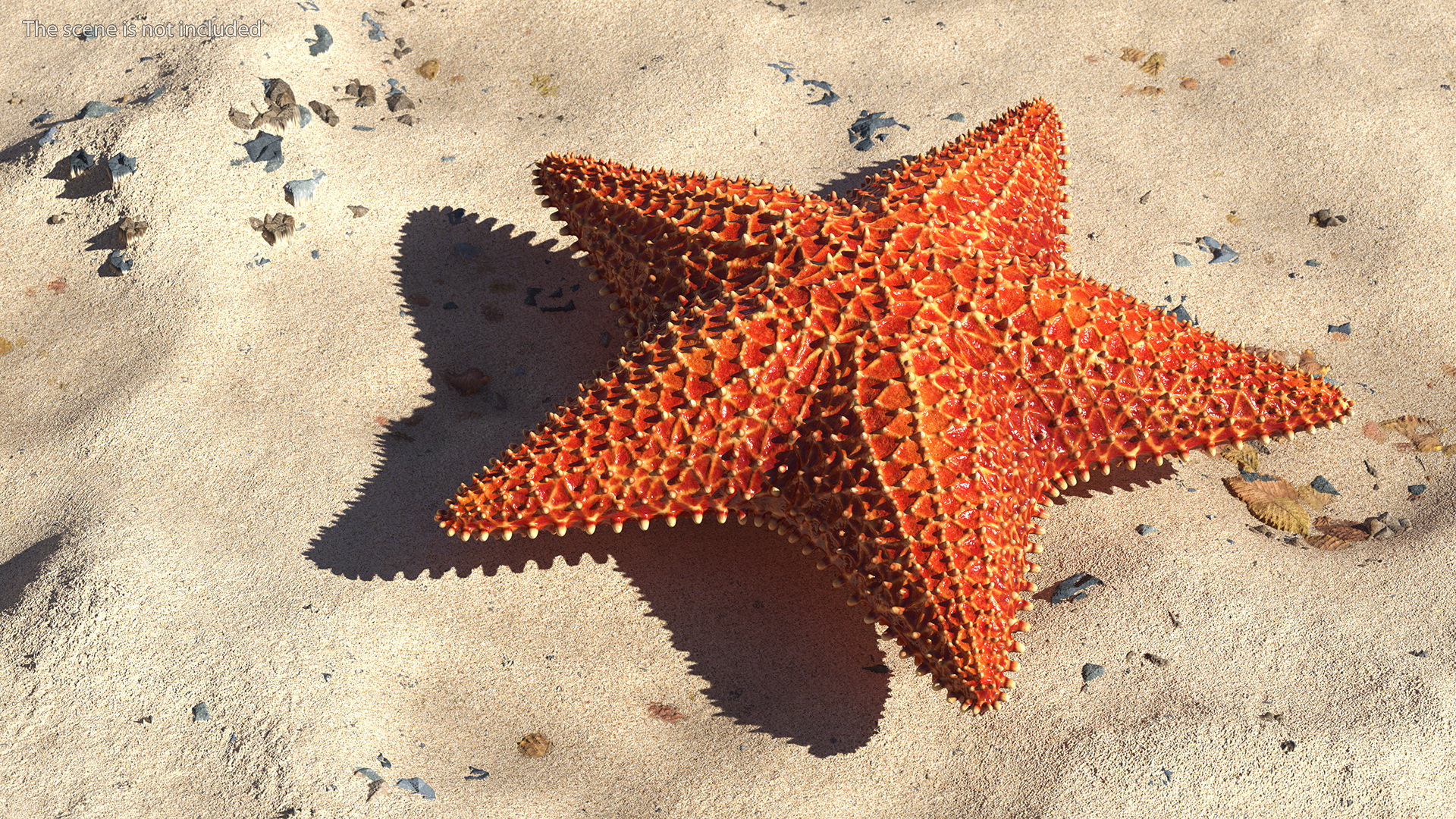 3D model Starfish