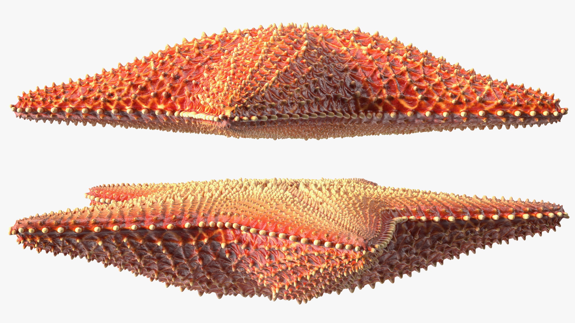 3D model Starfish