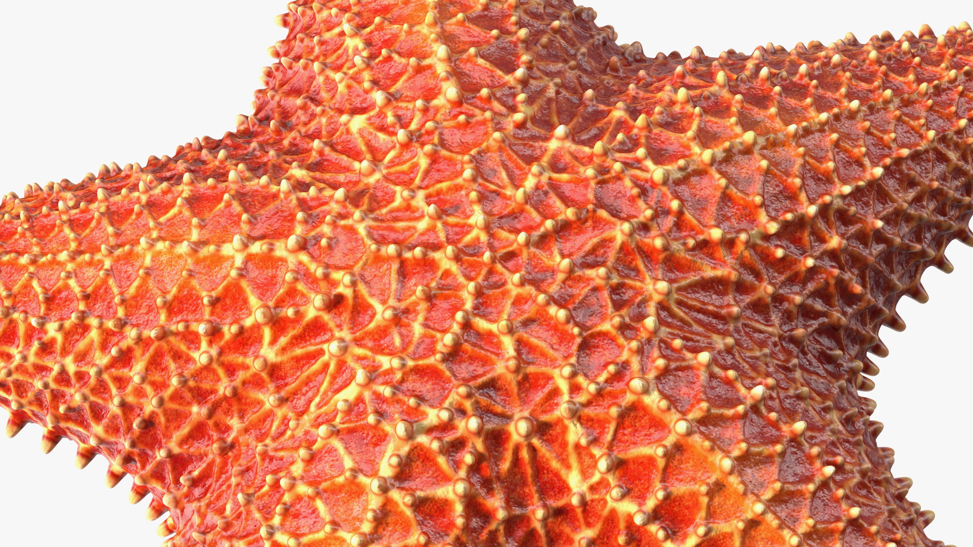 3D model Starfish