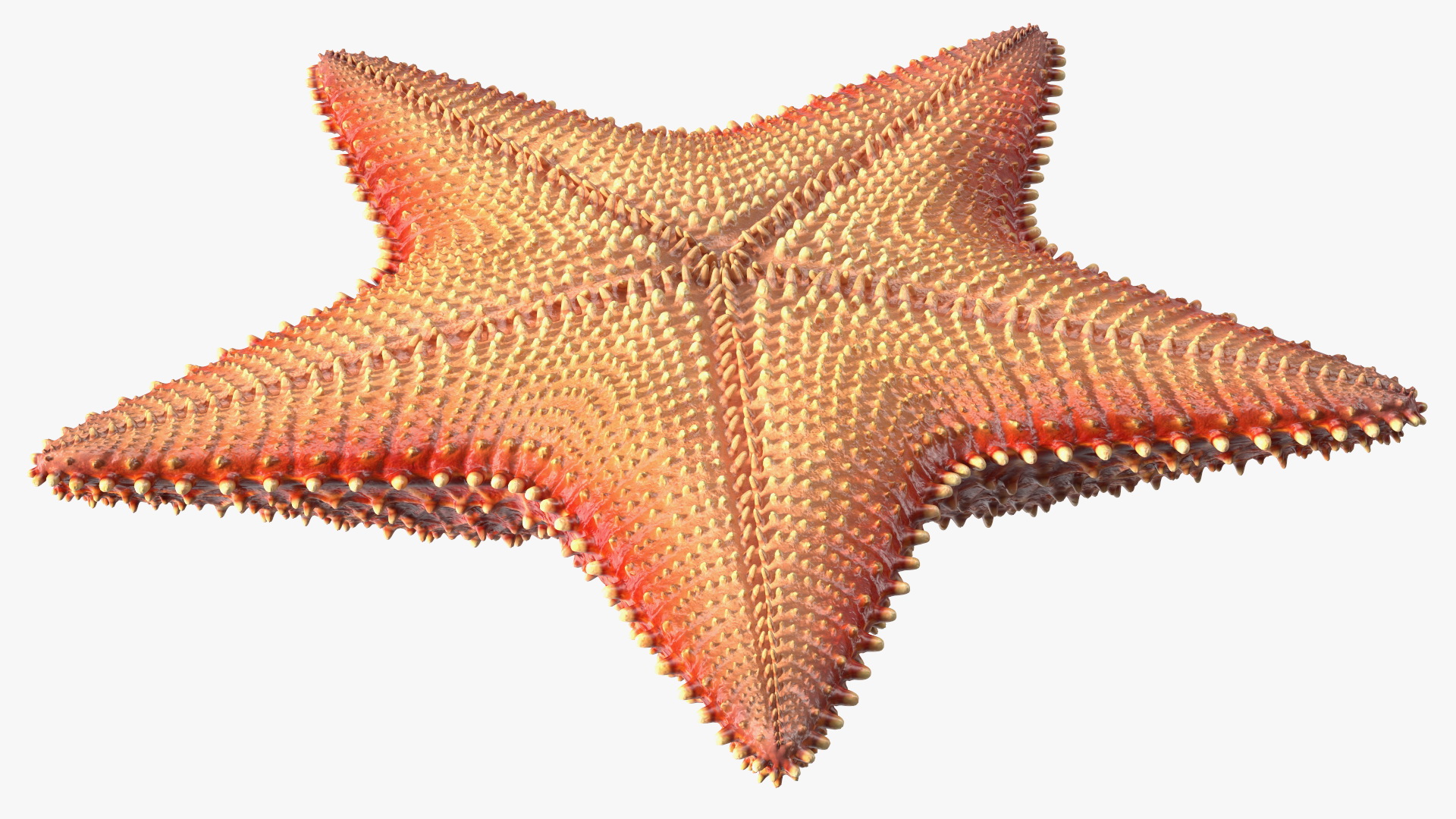 3D model Starfish