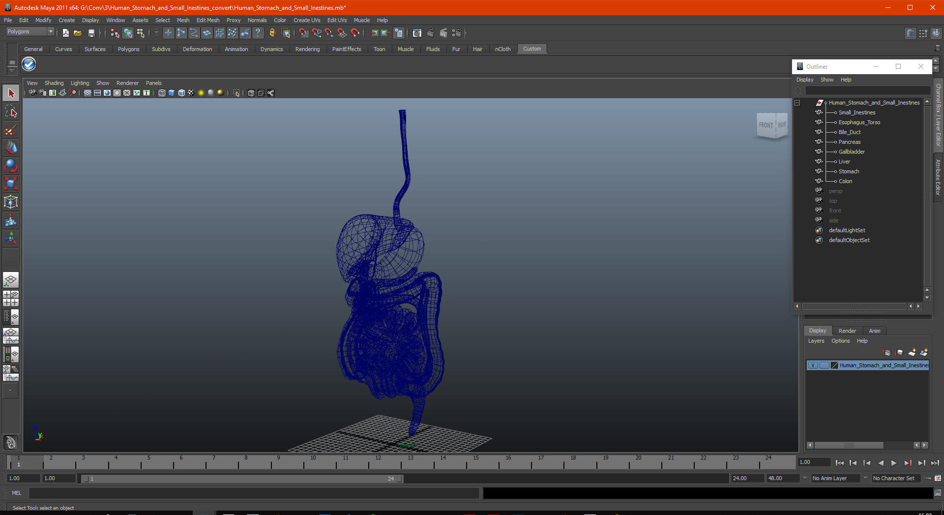 3D Human Stomach and Small Inestines model