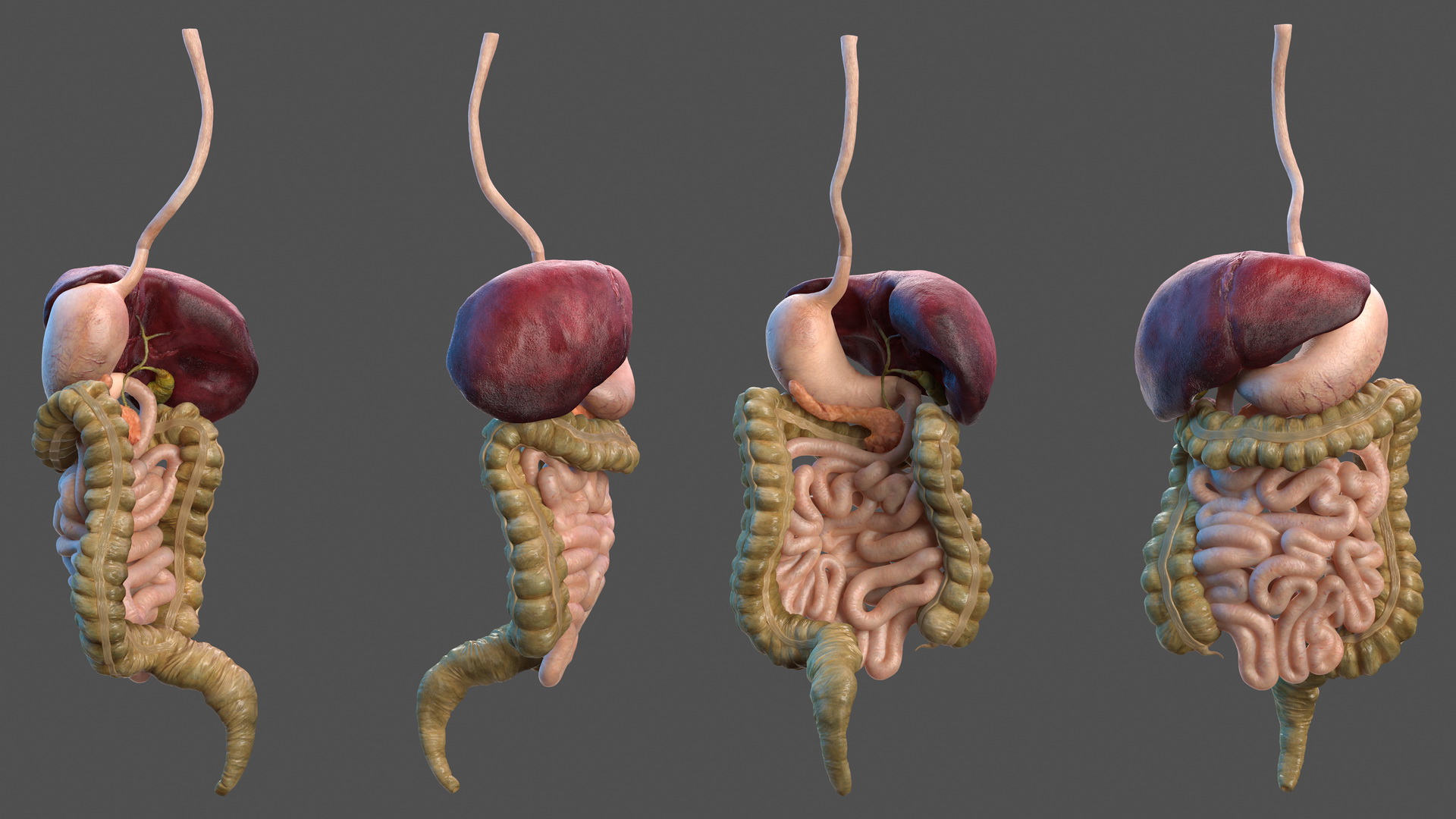 3D Human Stomach and Small Inestines model