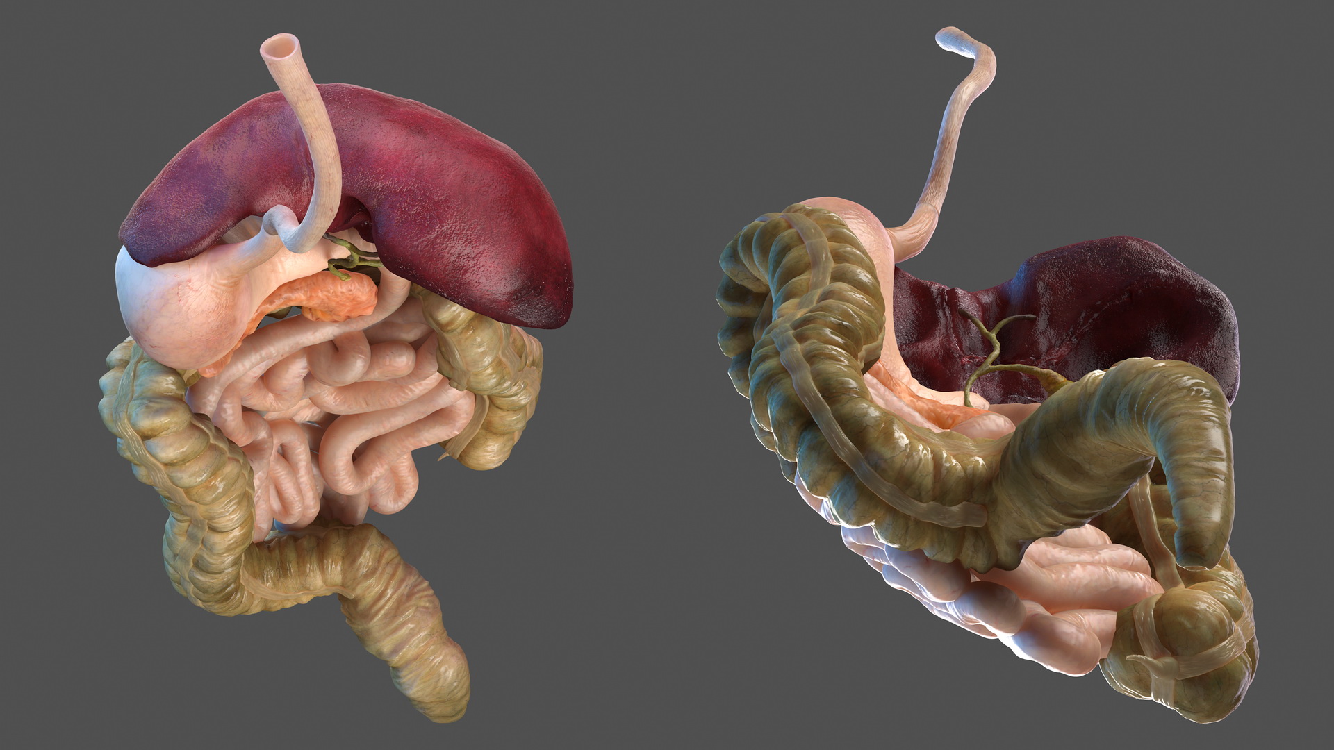 3D Human Stomach and Small Inestines model