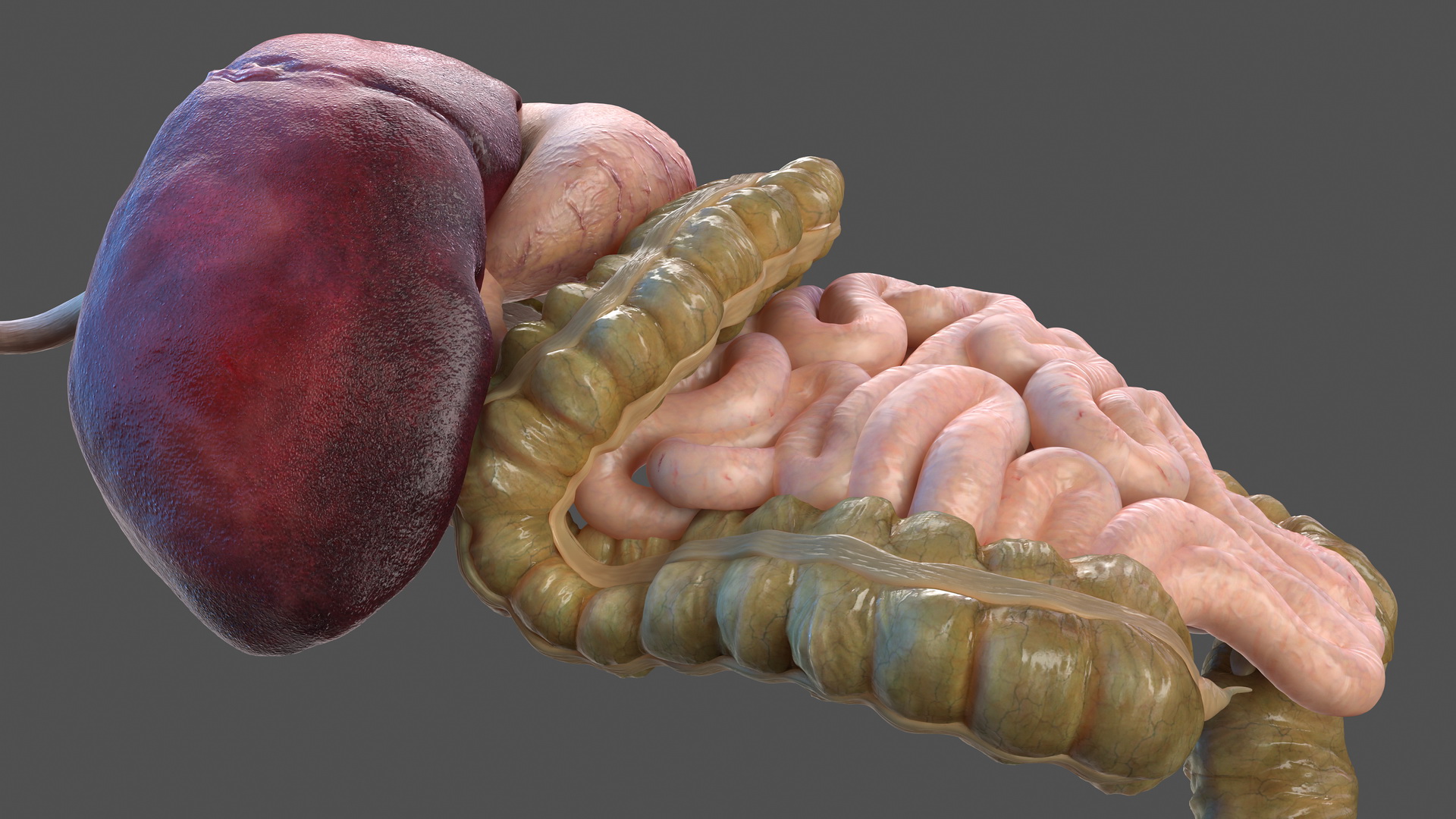 3D Human Stomach and Small Inestines model