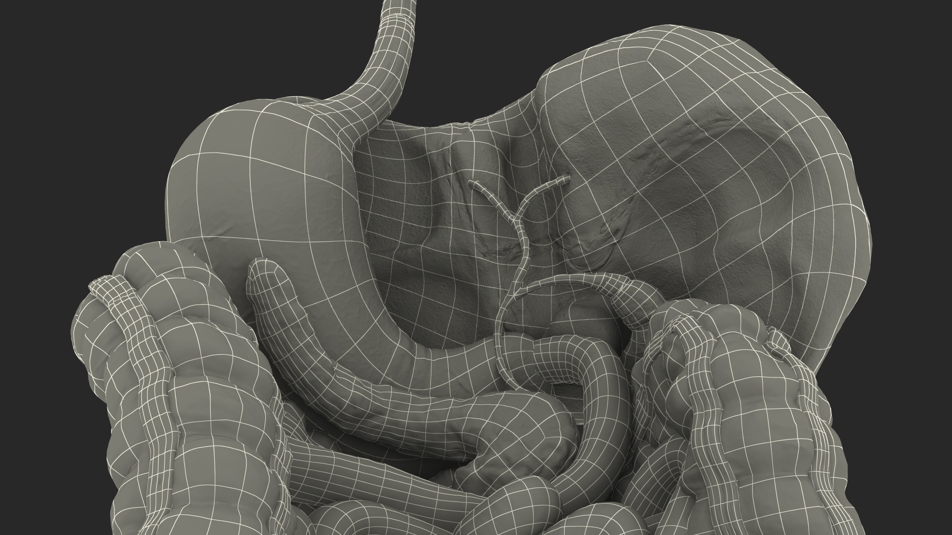 3D Human Stomach and Small Inestines model