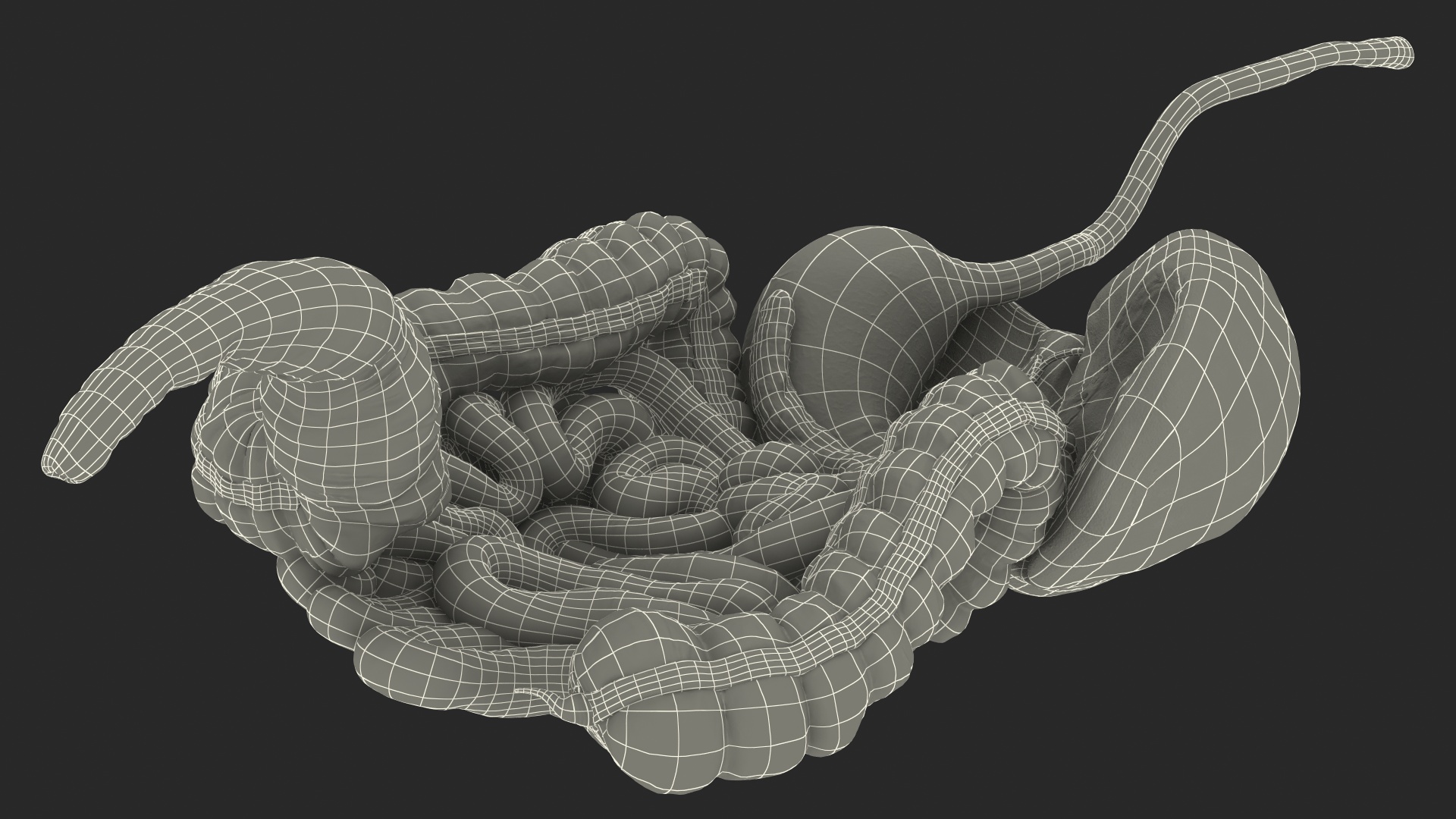 3D Human Stomach and Small Inestines model